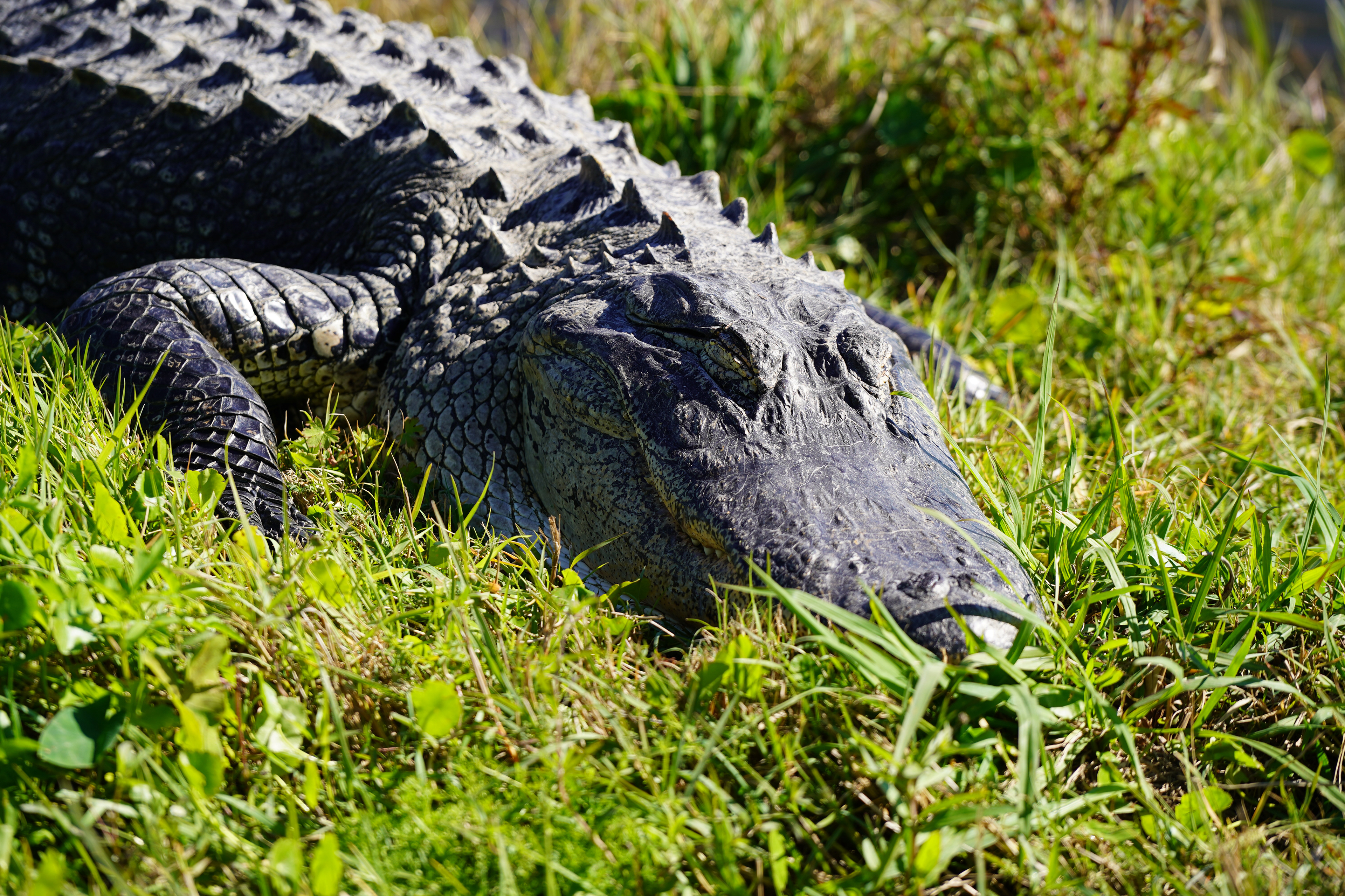 Apopka Wildlife Drive