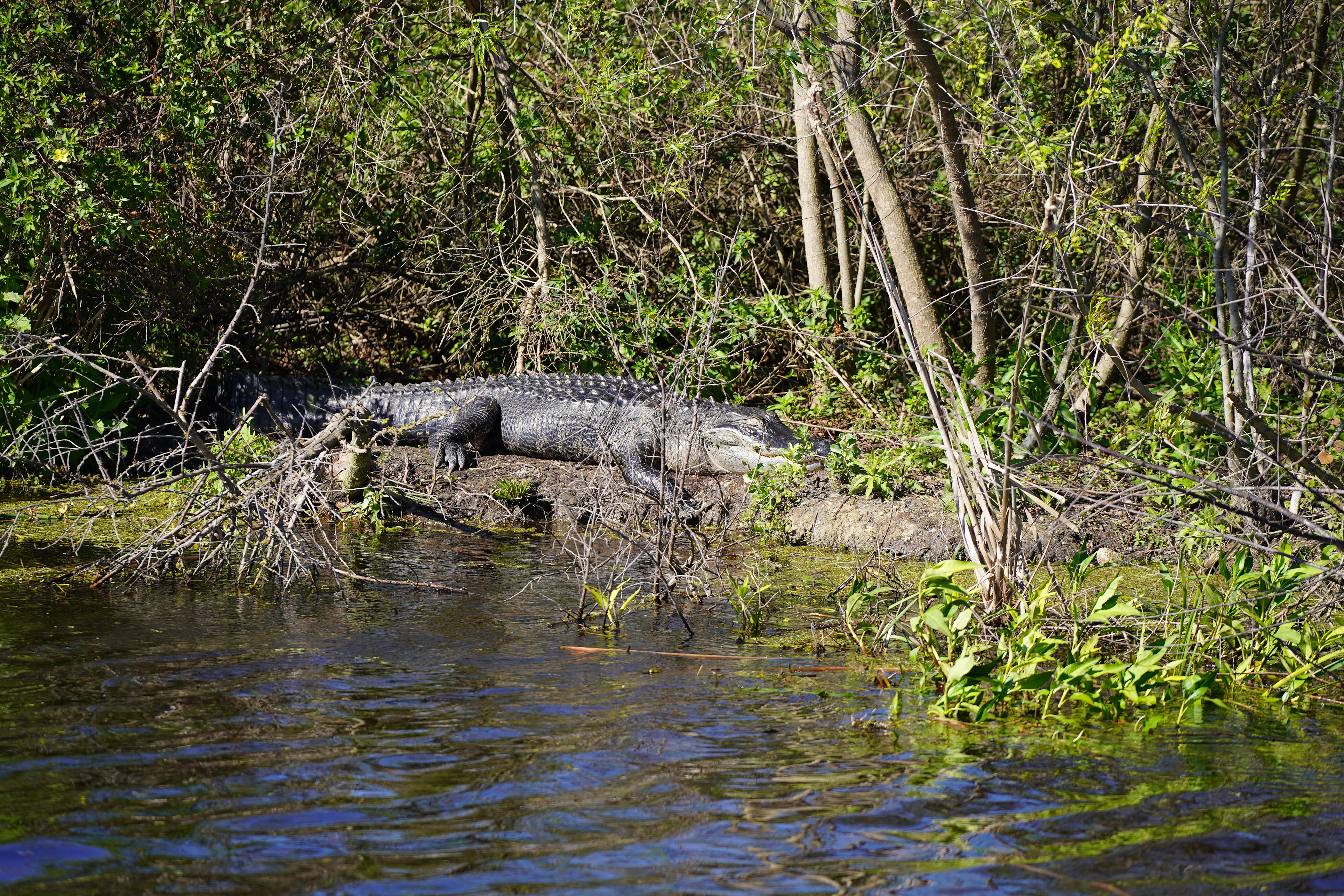 Apopka Wildlife Drive