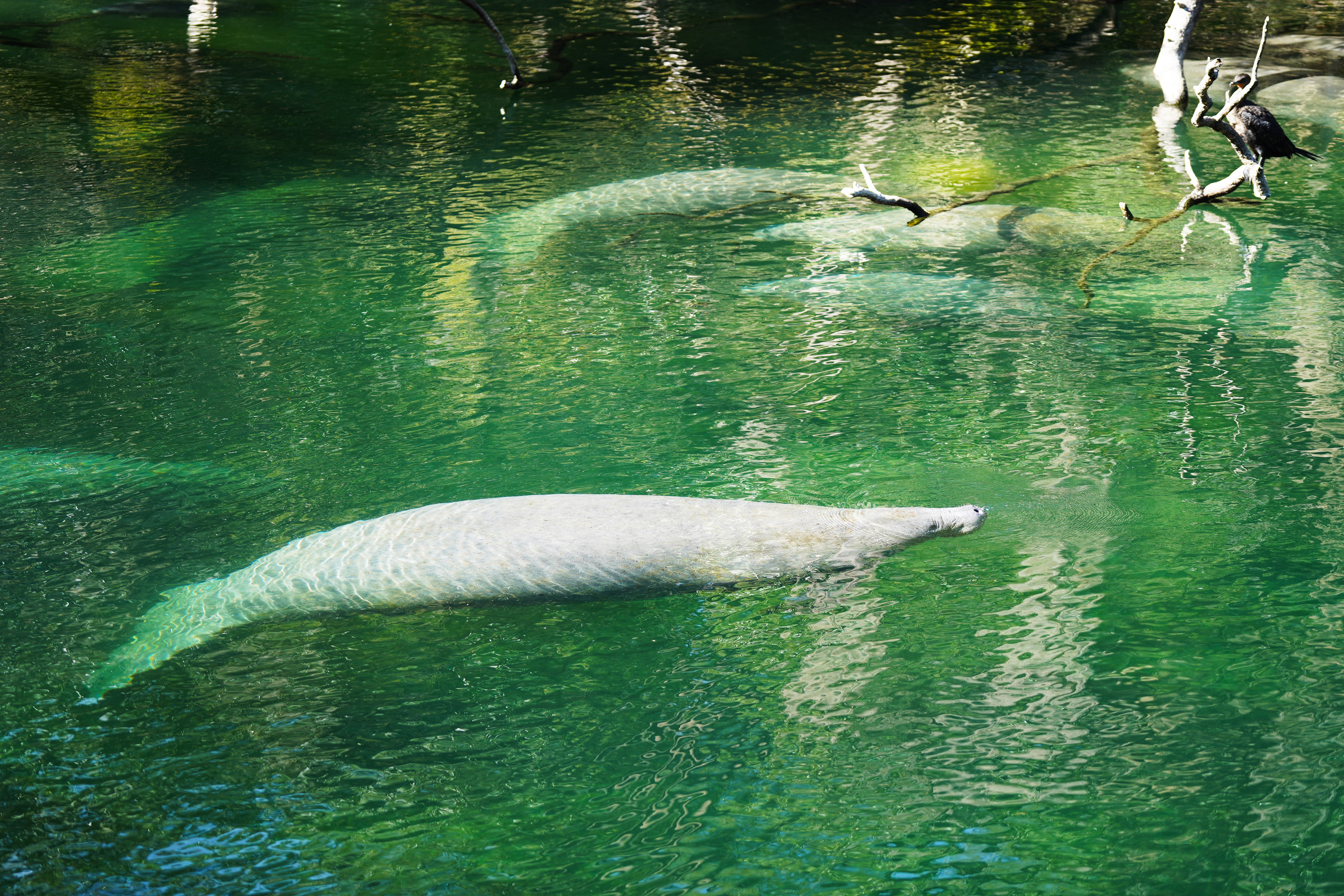 Blue Spring State Park