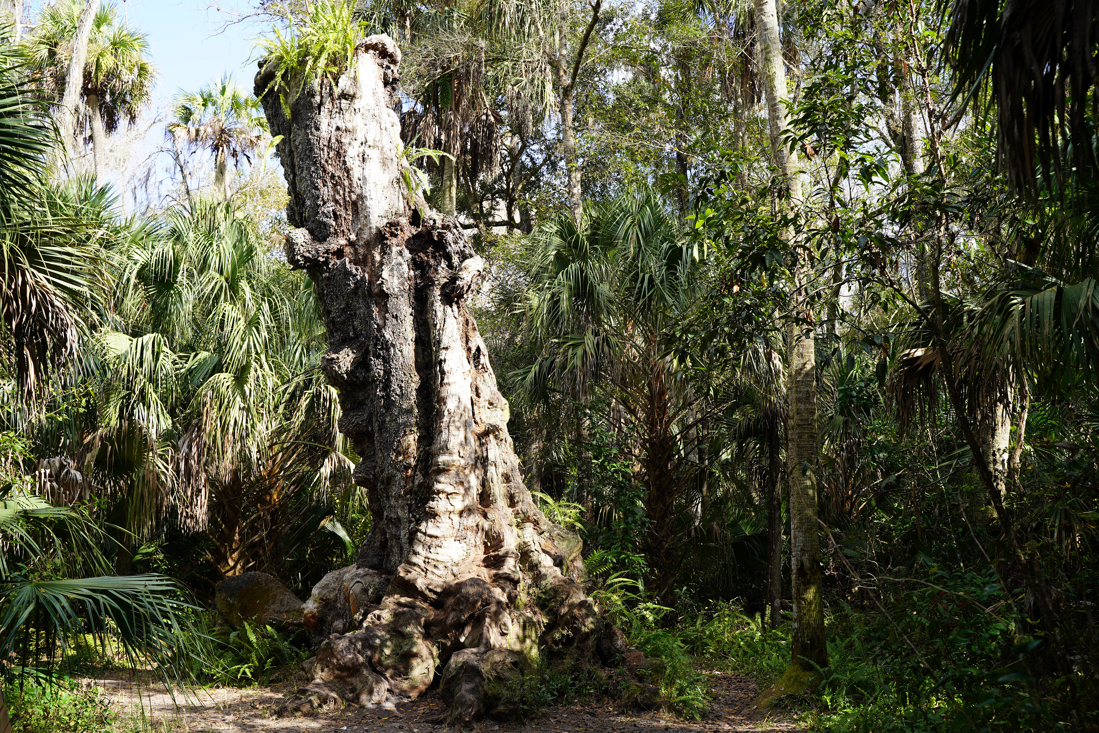Highlands Hammock State Park