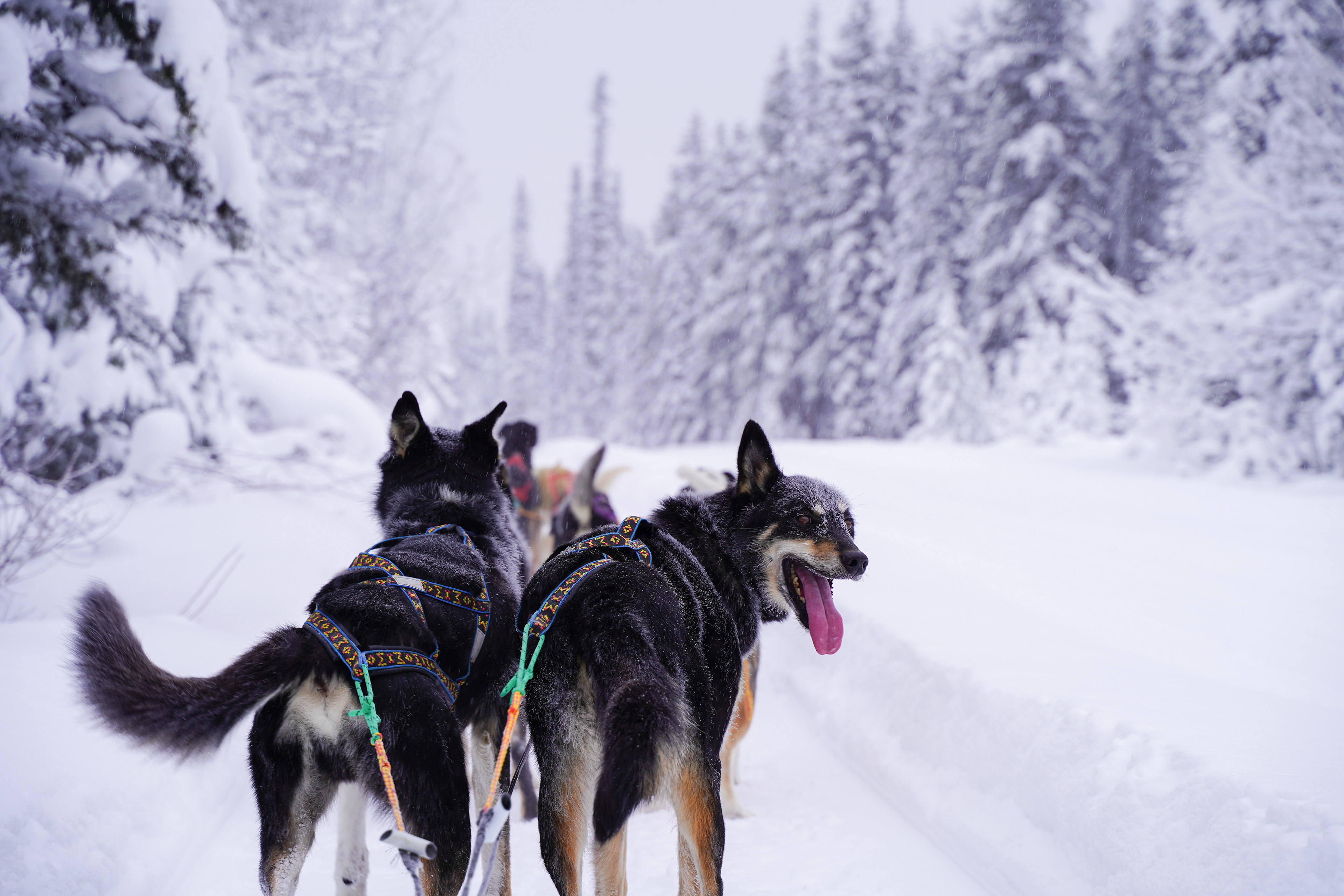 Banff, Alberta, Canada