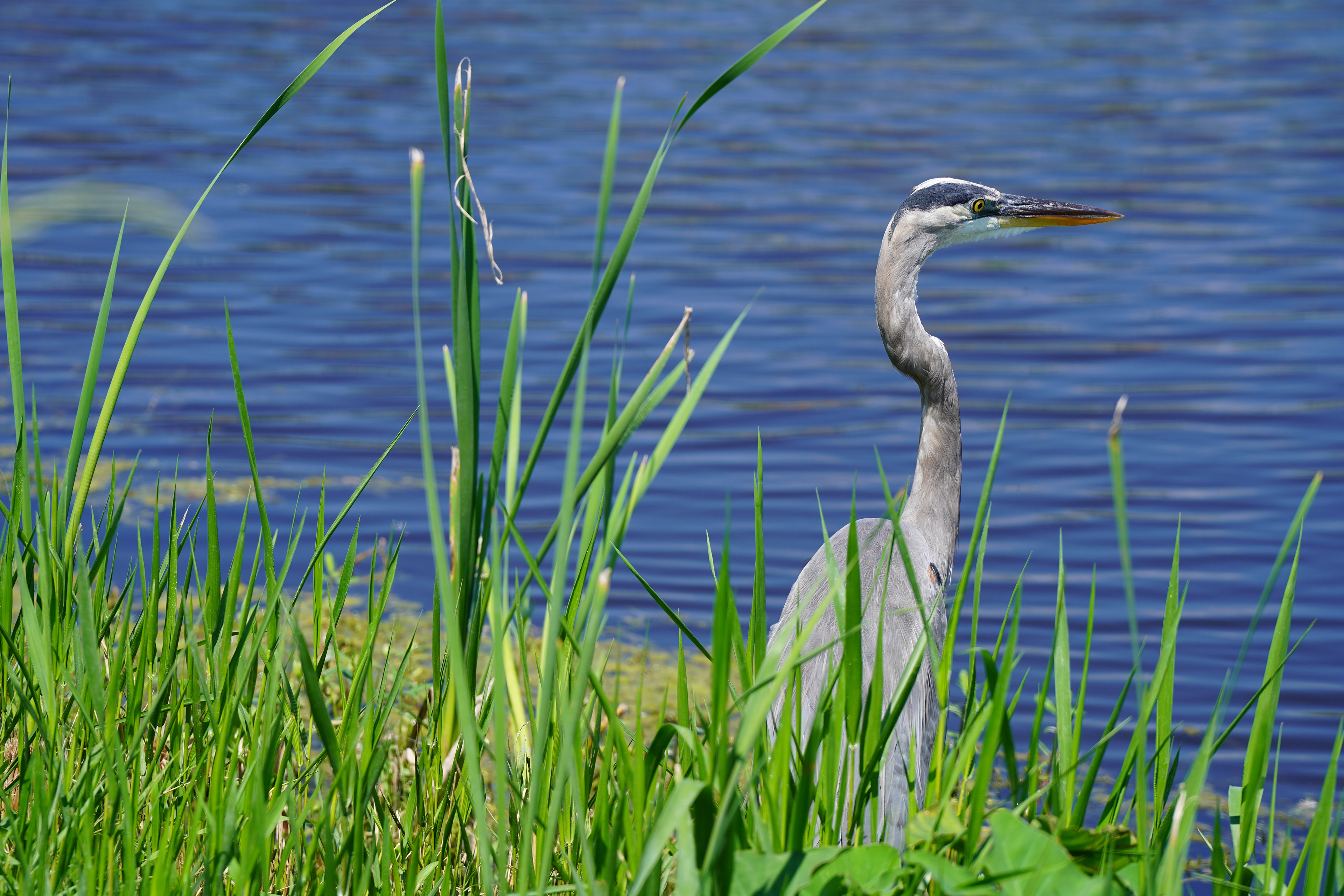 Apopka Wildlife Drive