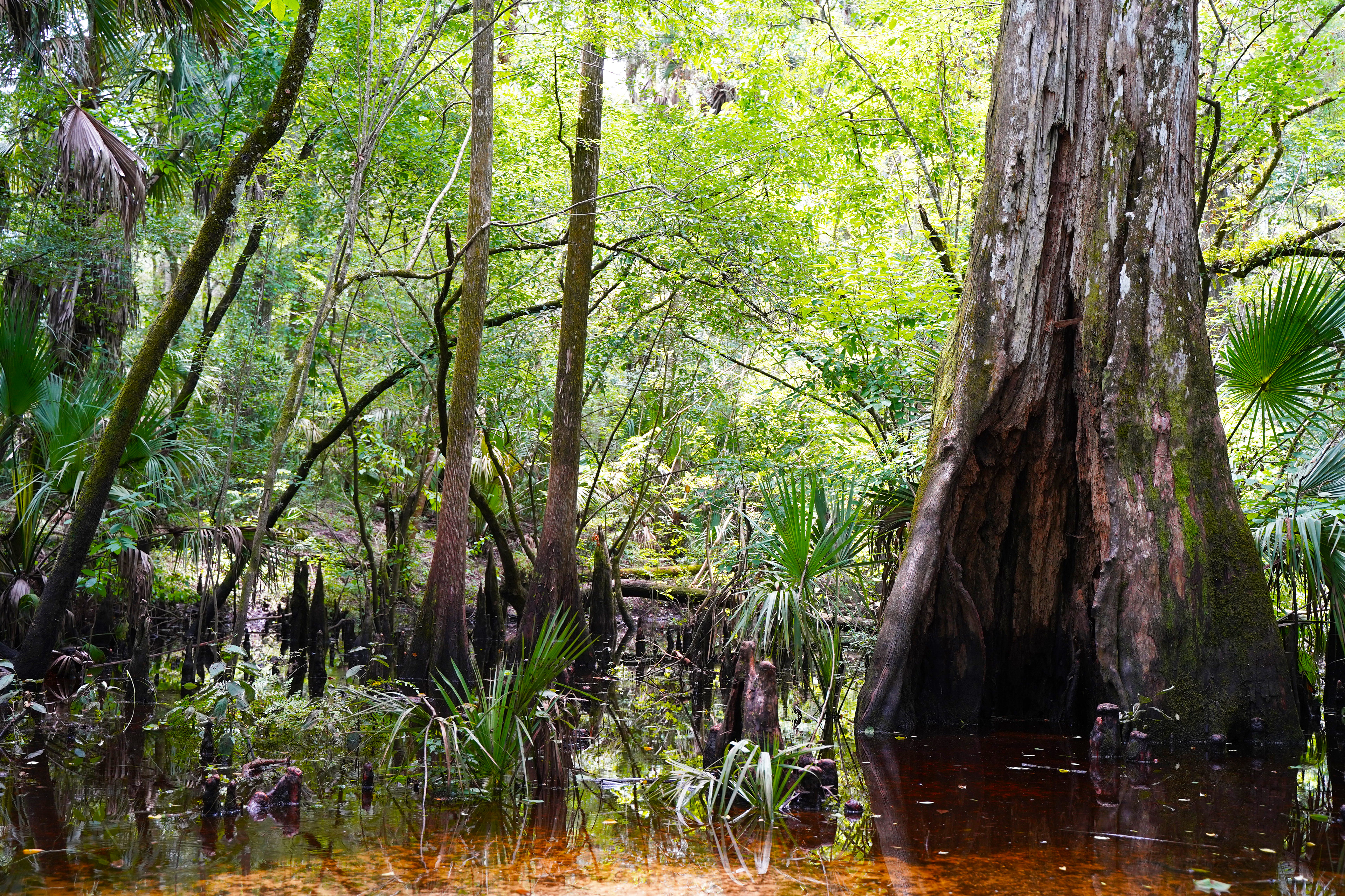 Hillsborough River State Park