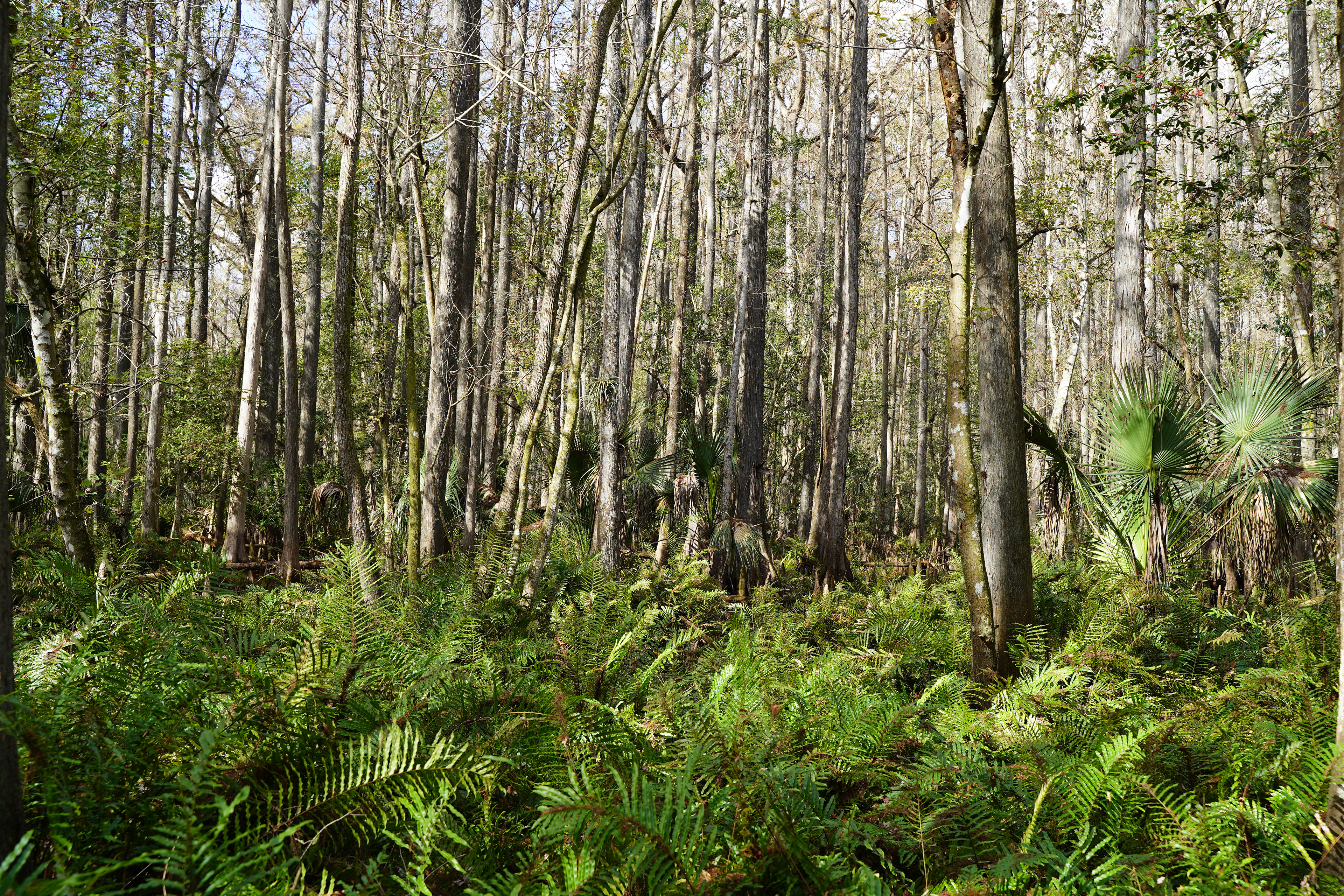 Highlands Hammock State Park