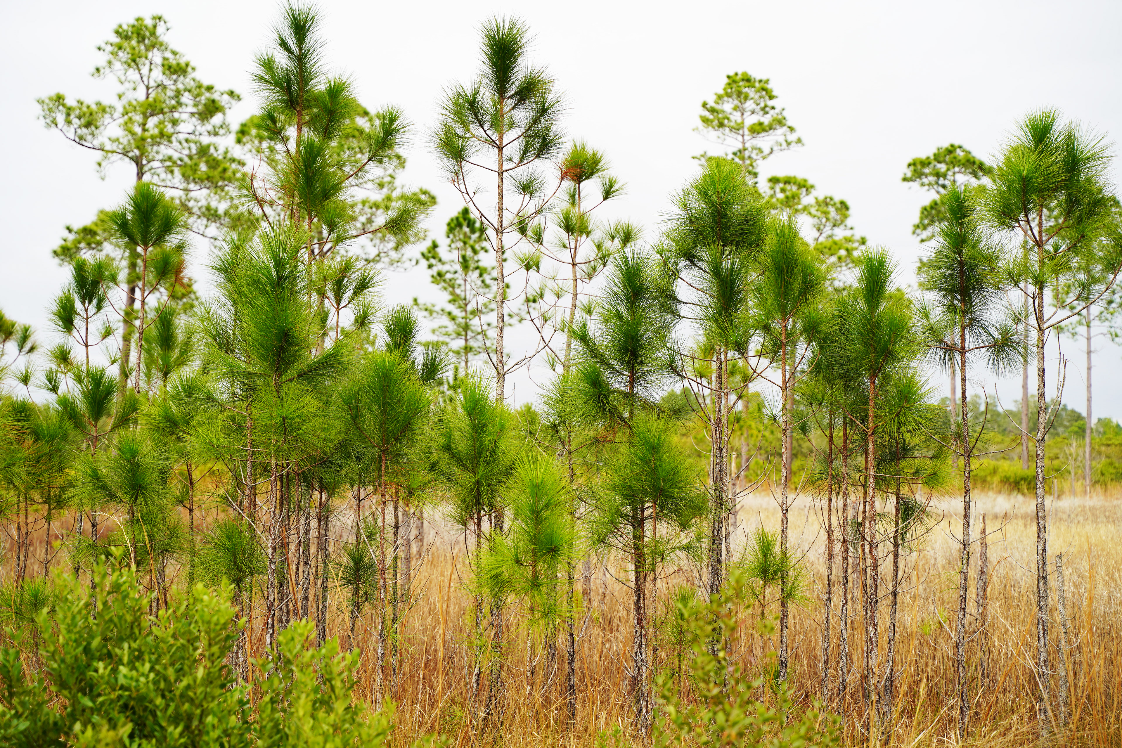 Ocala National Forest