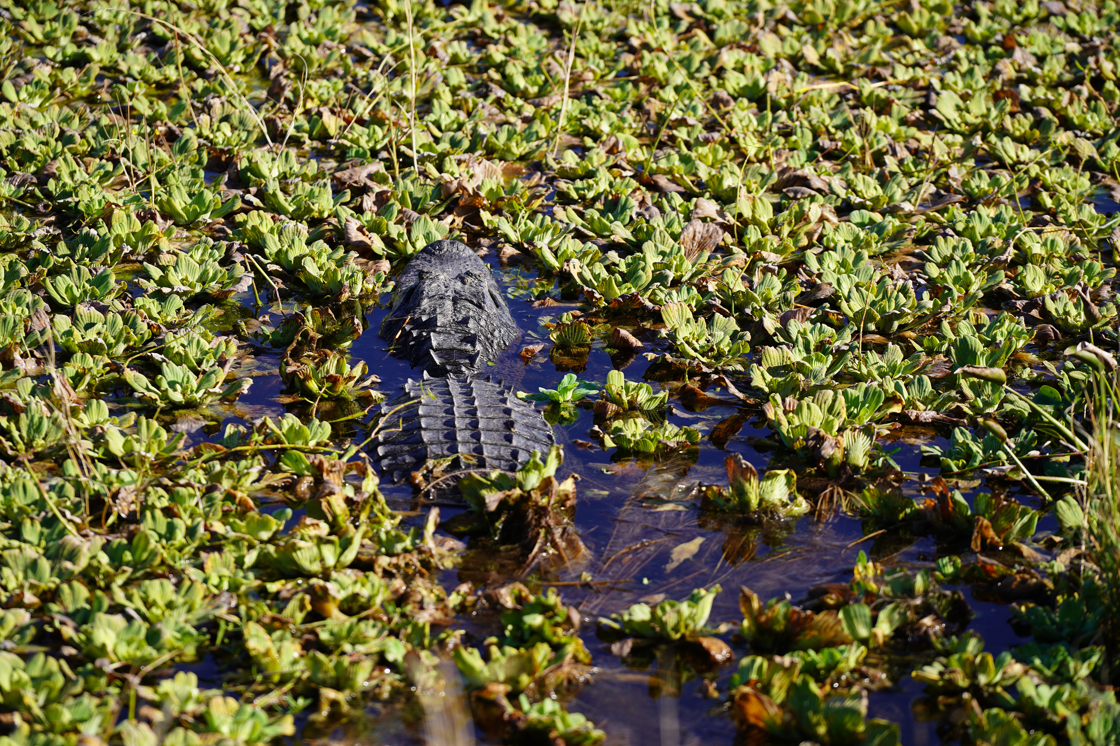 Apopka Wildlife Drive