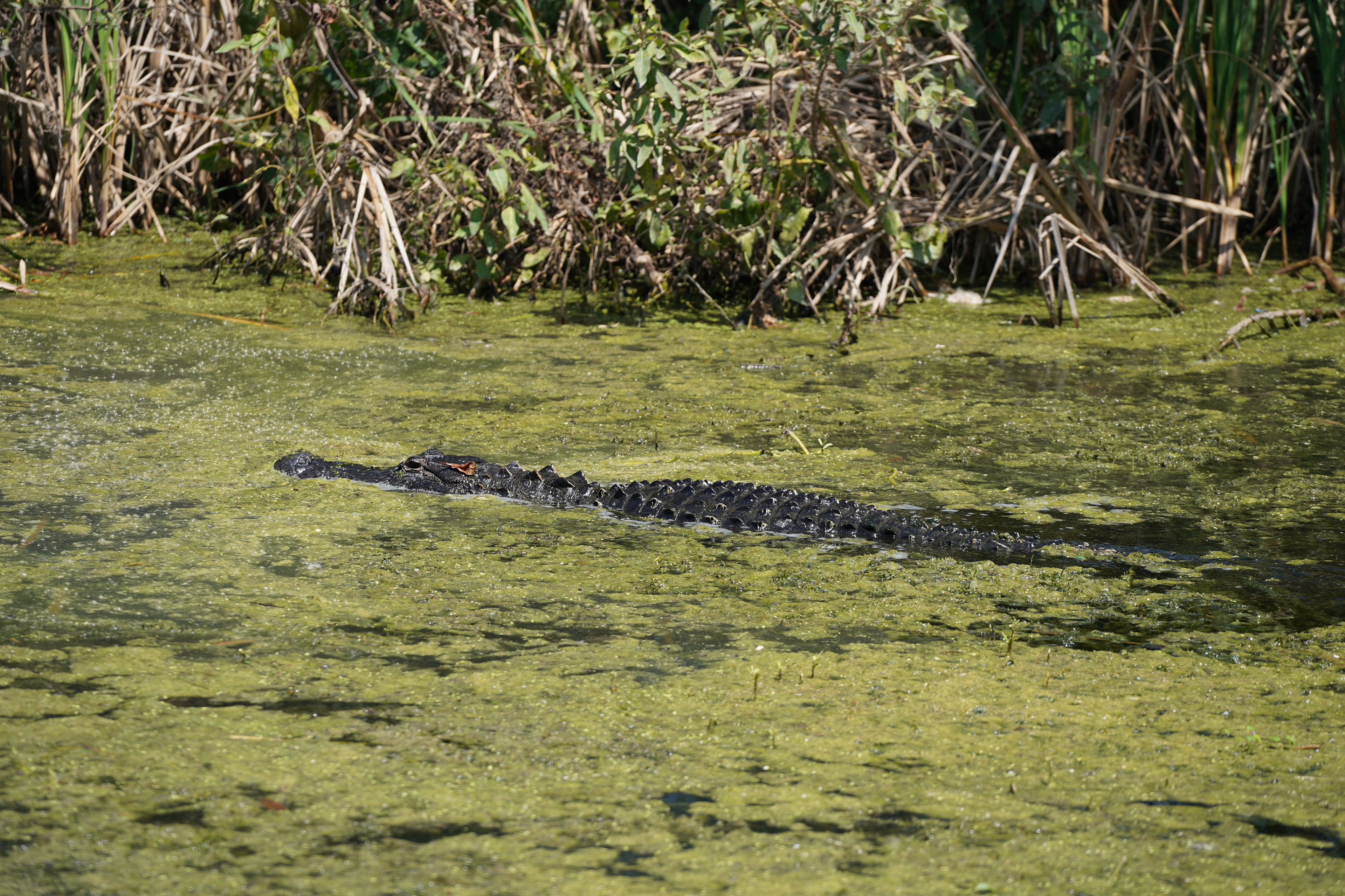 Apopka Wildlife Drive