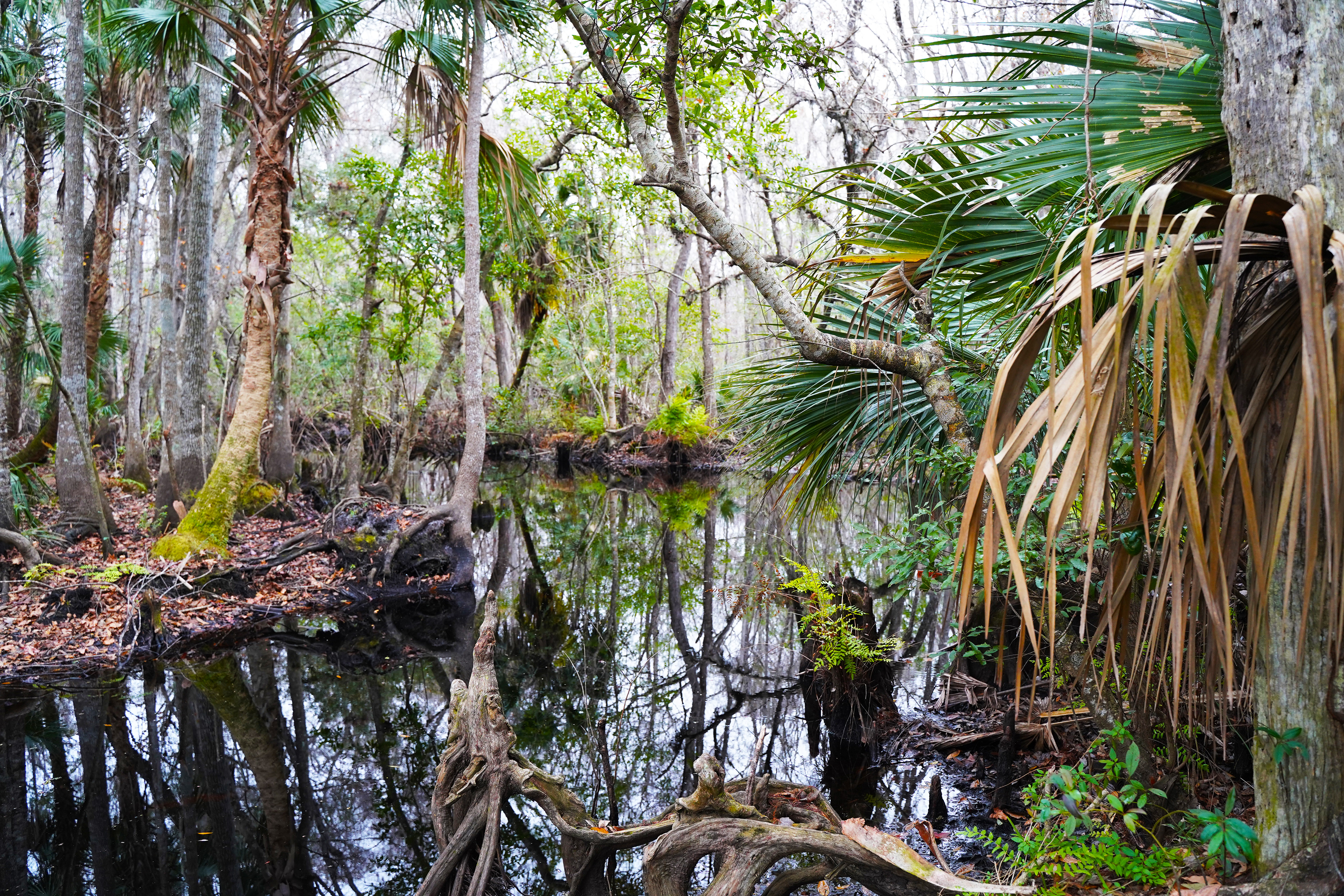 Highlands Hammock State Park
