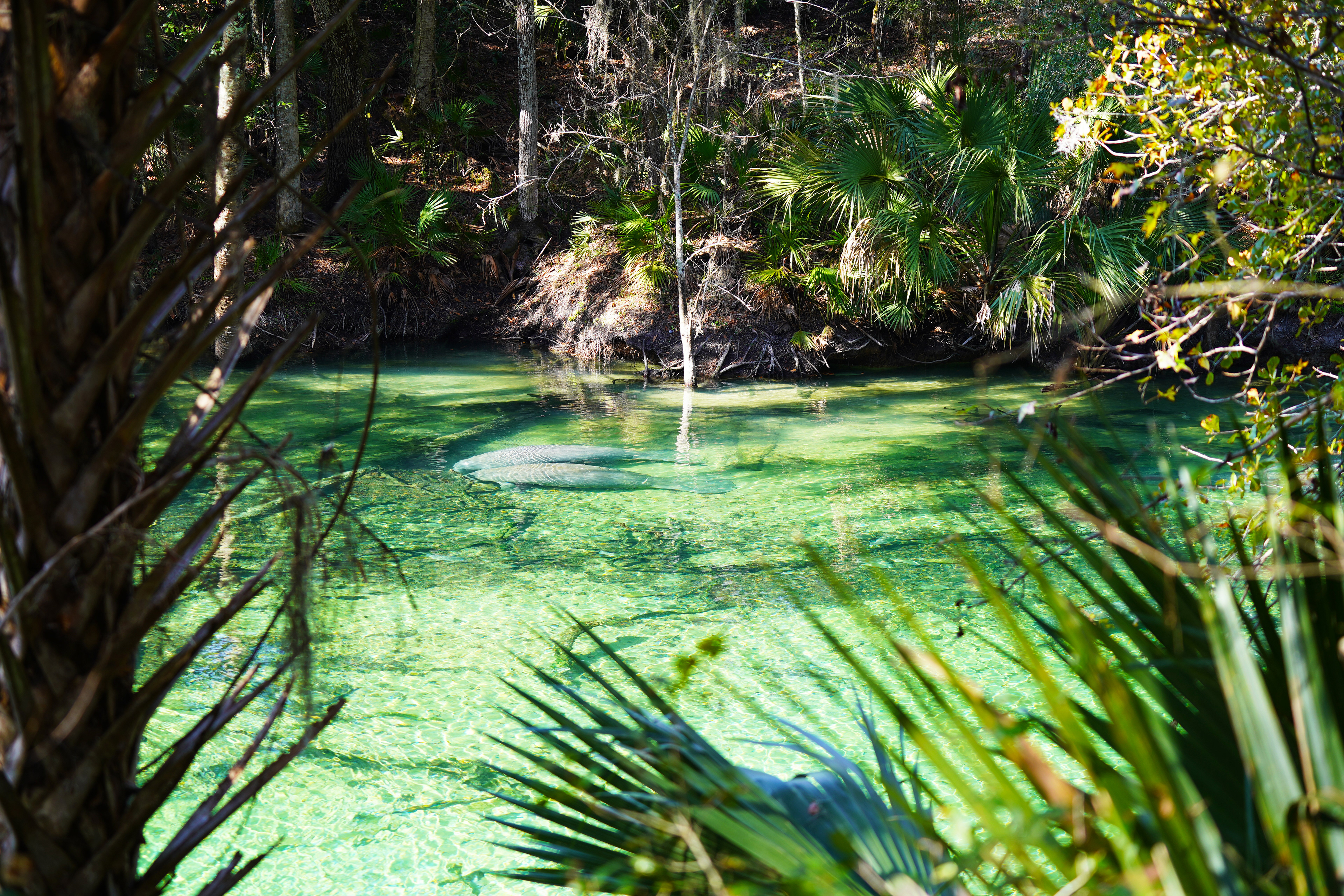 Blue Spring State Park