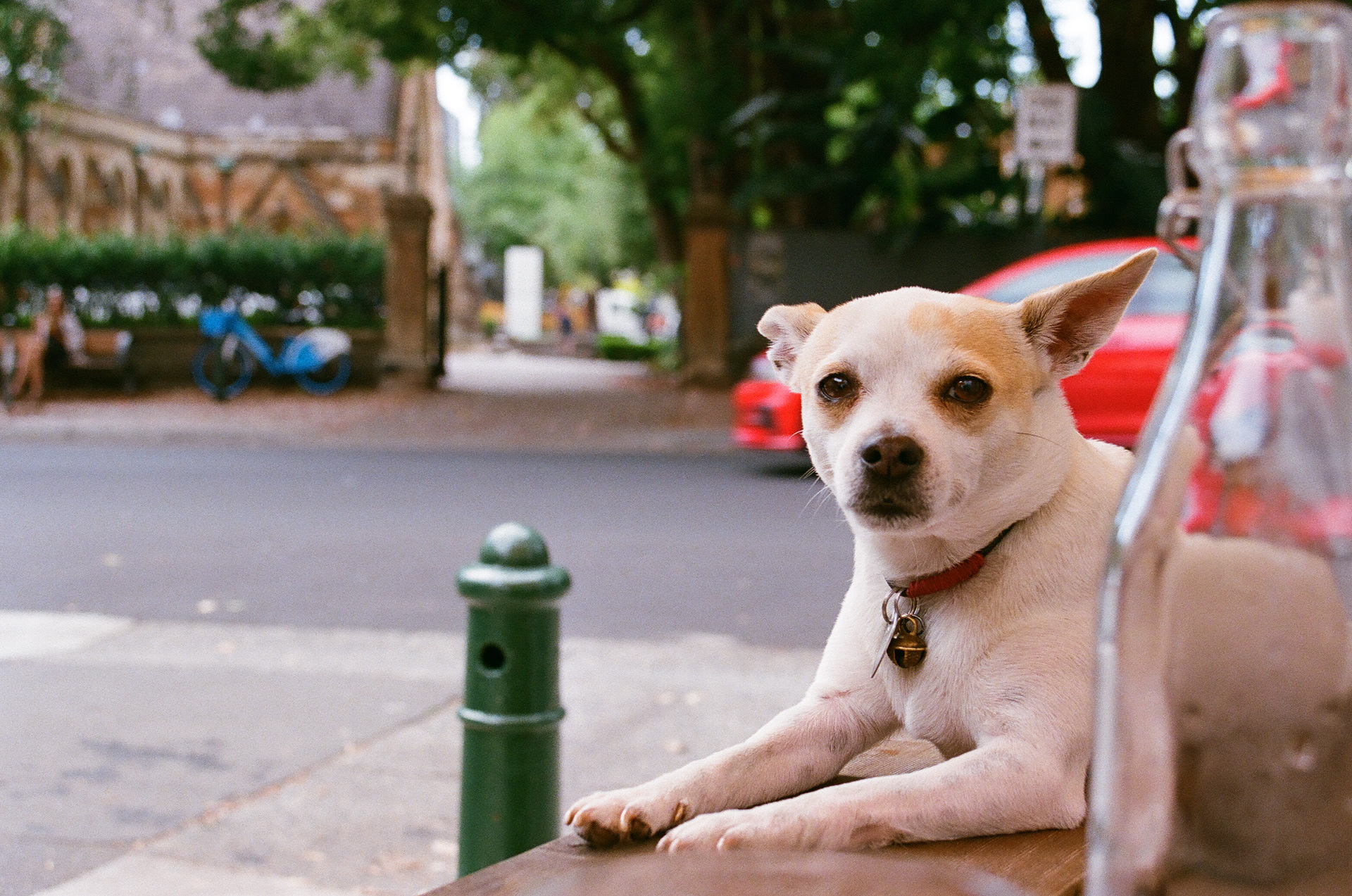 Our friend Mia. 35mm, Canon EOS Rebel S.