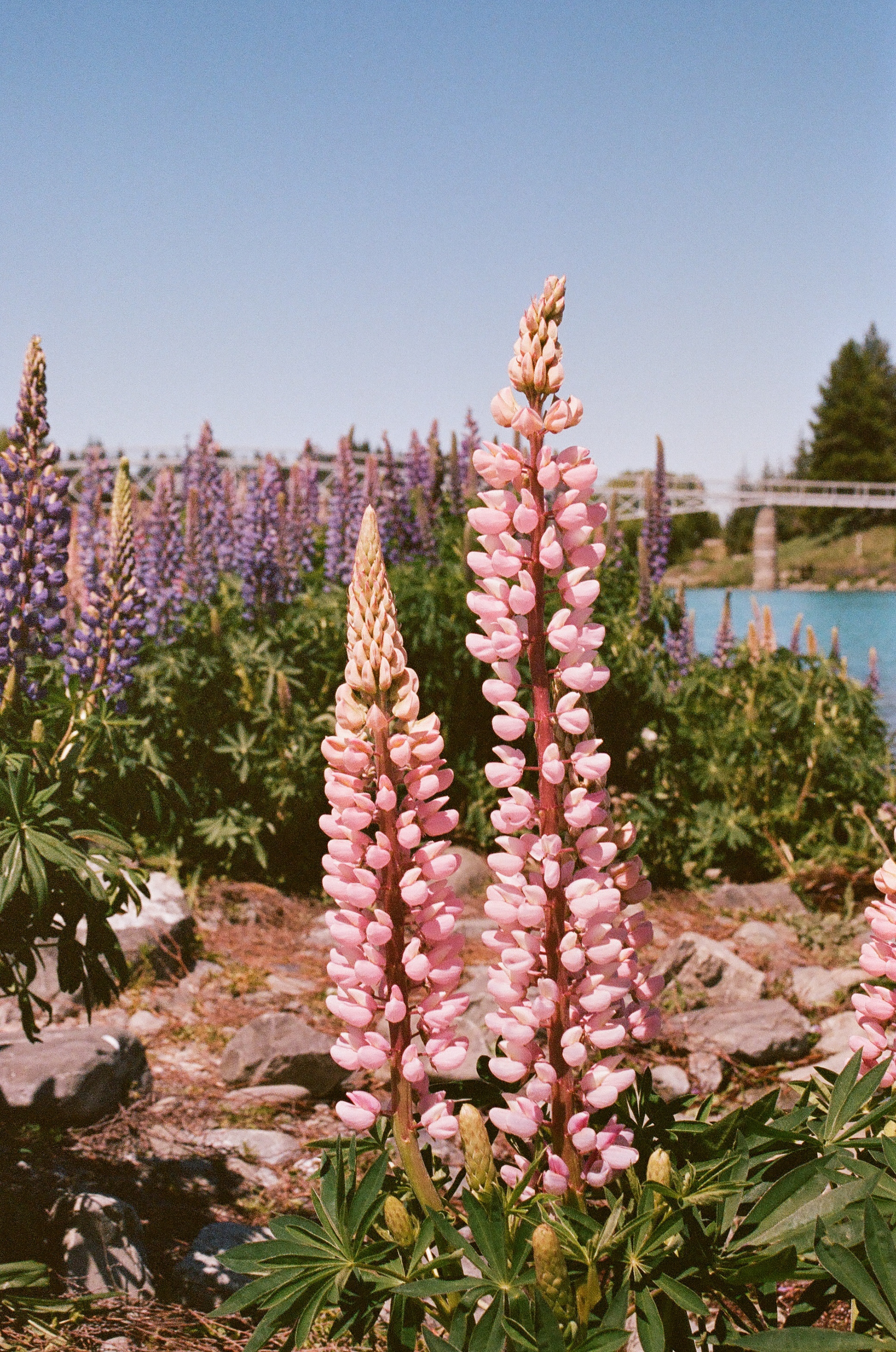 Pink lupines. 35mm, Canon EOS Rebel S.