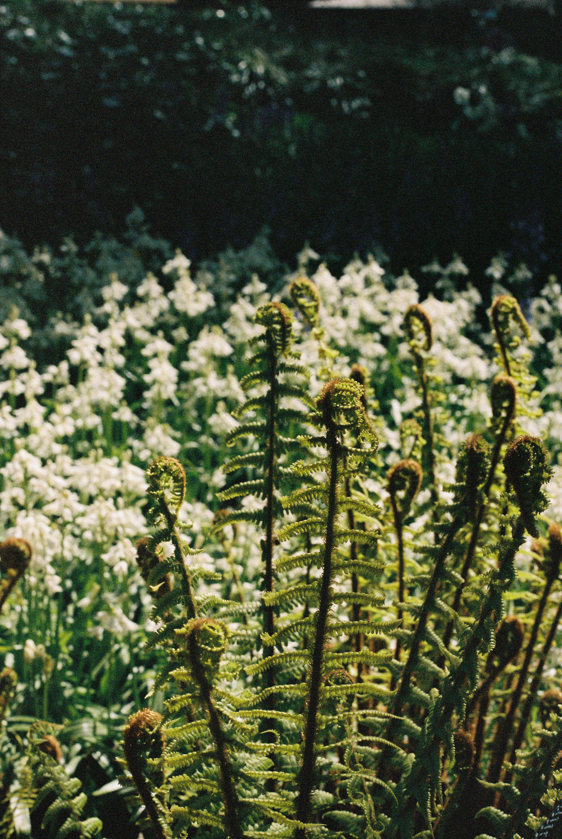 Ferns. 35mm, Canon FT QL.