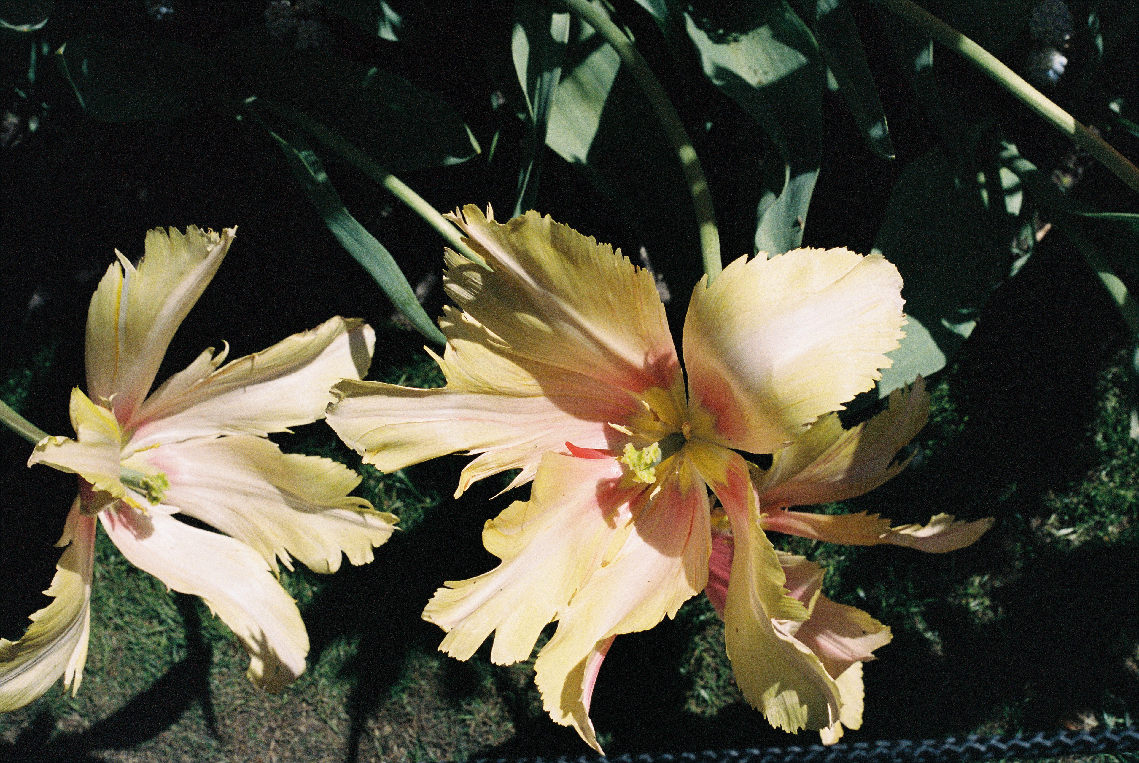 Open Yellow Tulips. 35mm, Canon FT QL.