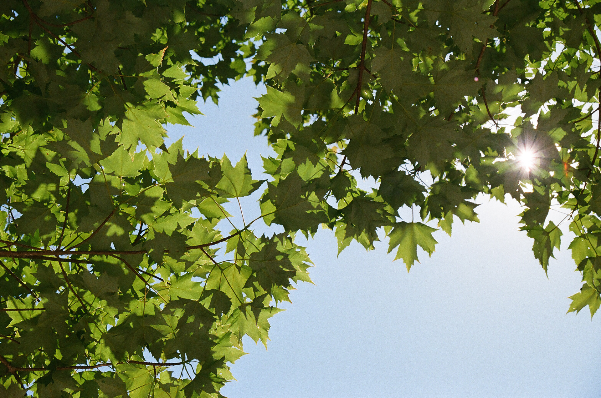 Warmth. 35mm, Canon FT QL.