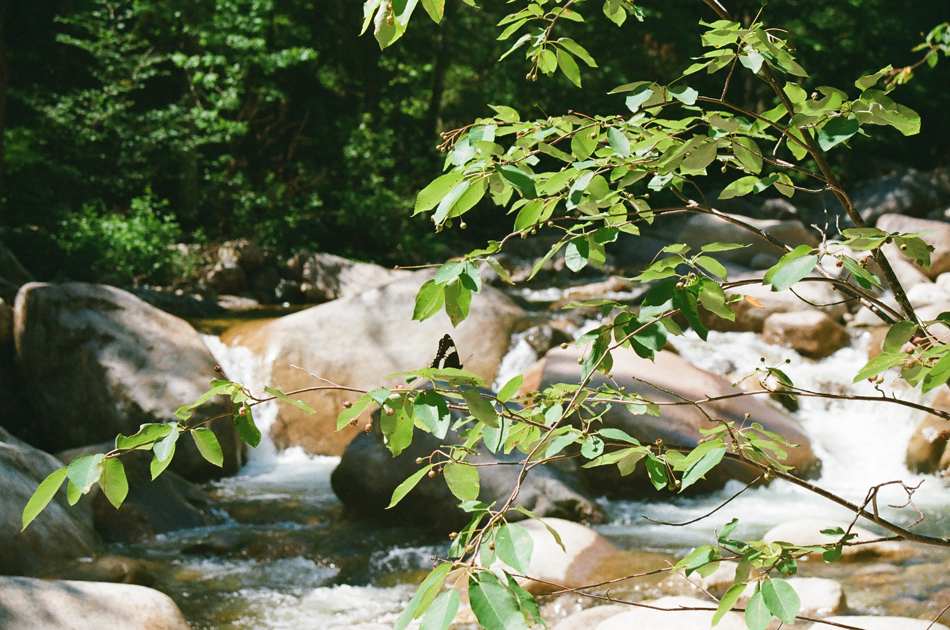 River. 35mm, Canon FT QL.