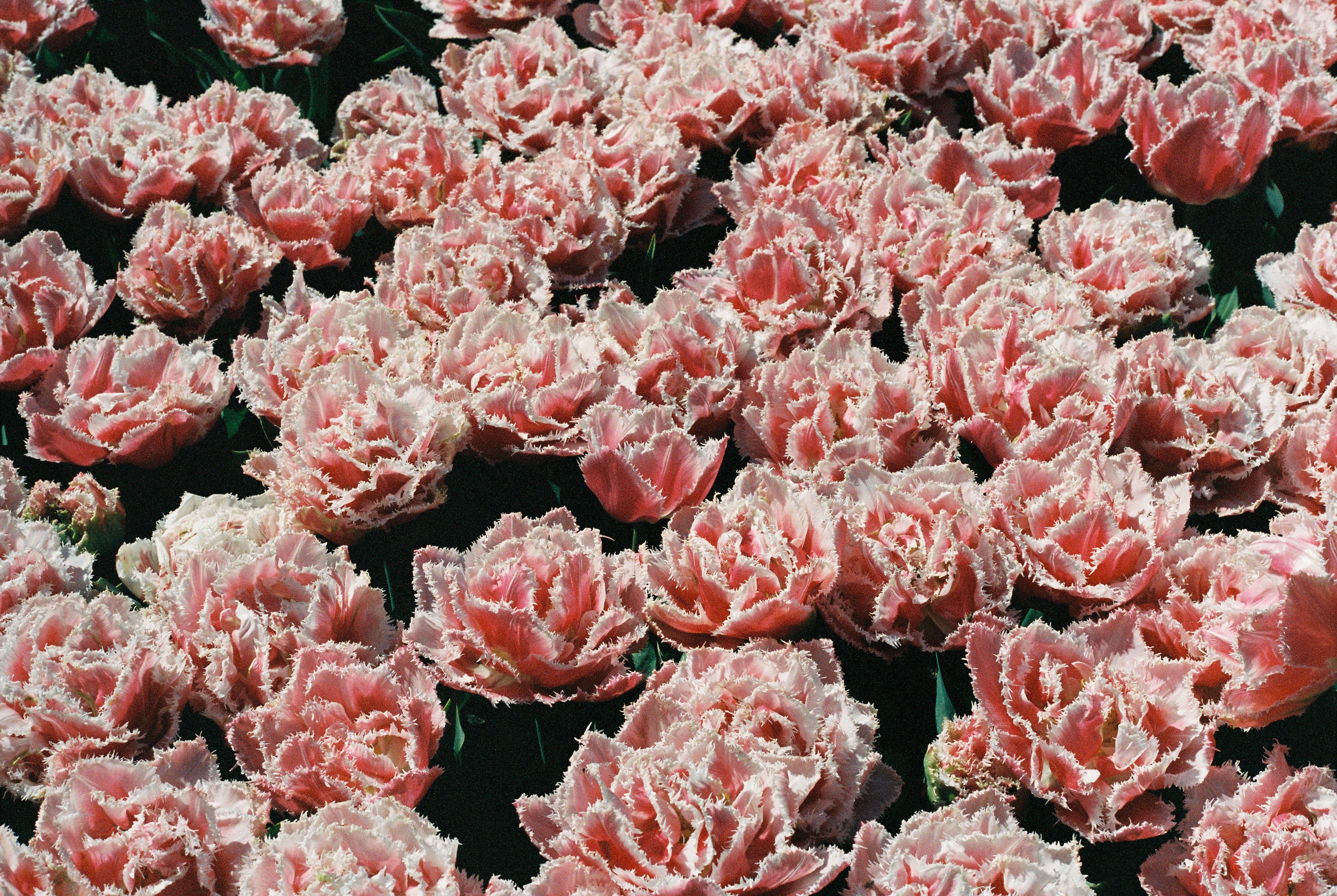 Tulips with Fuzzy Edges. 35mm, Canon FT QL.
