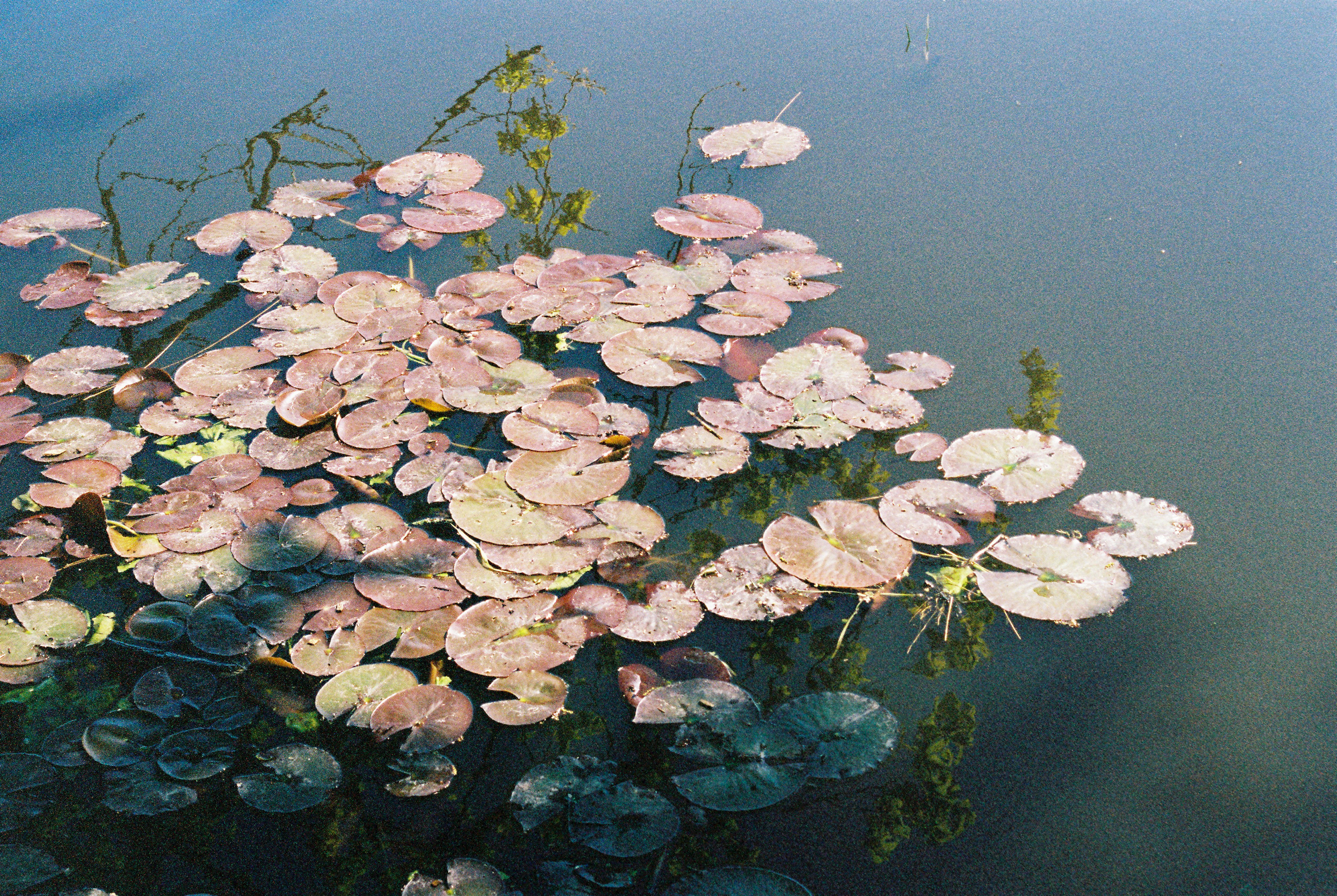 Lily Pads. 35mm, Canon FT QL.