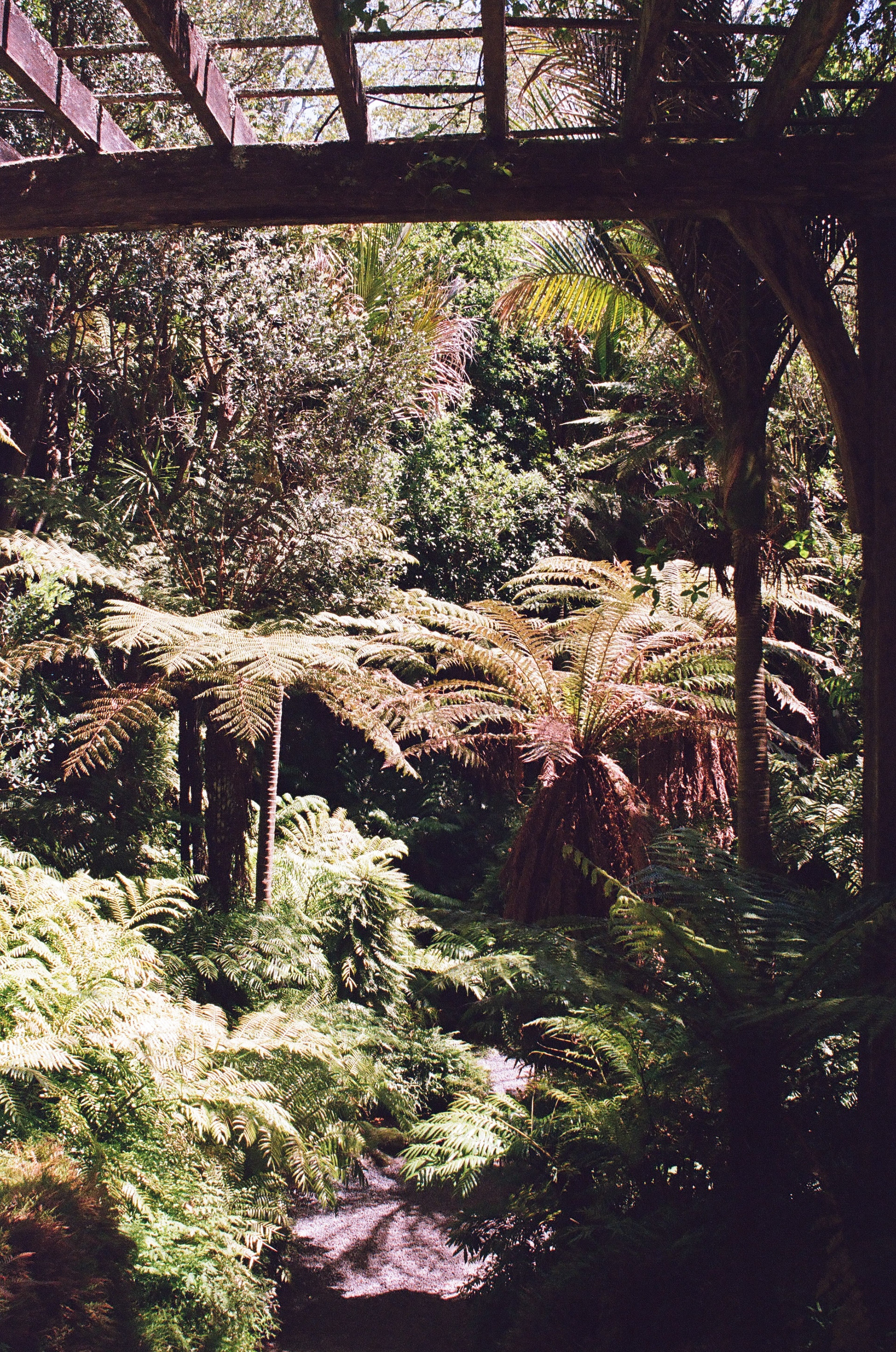 Flora. 35mm, Canon EOS Rebel S.