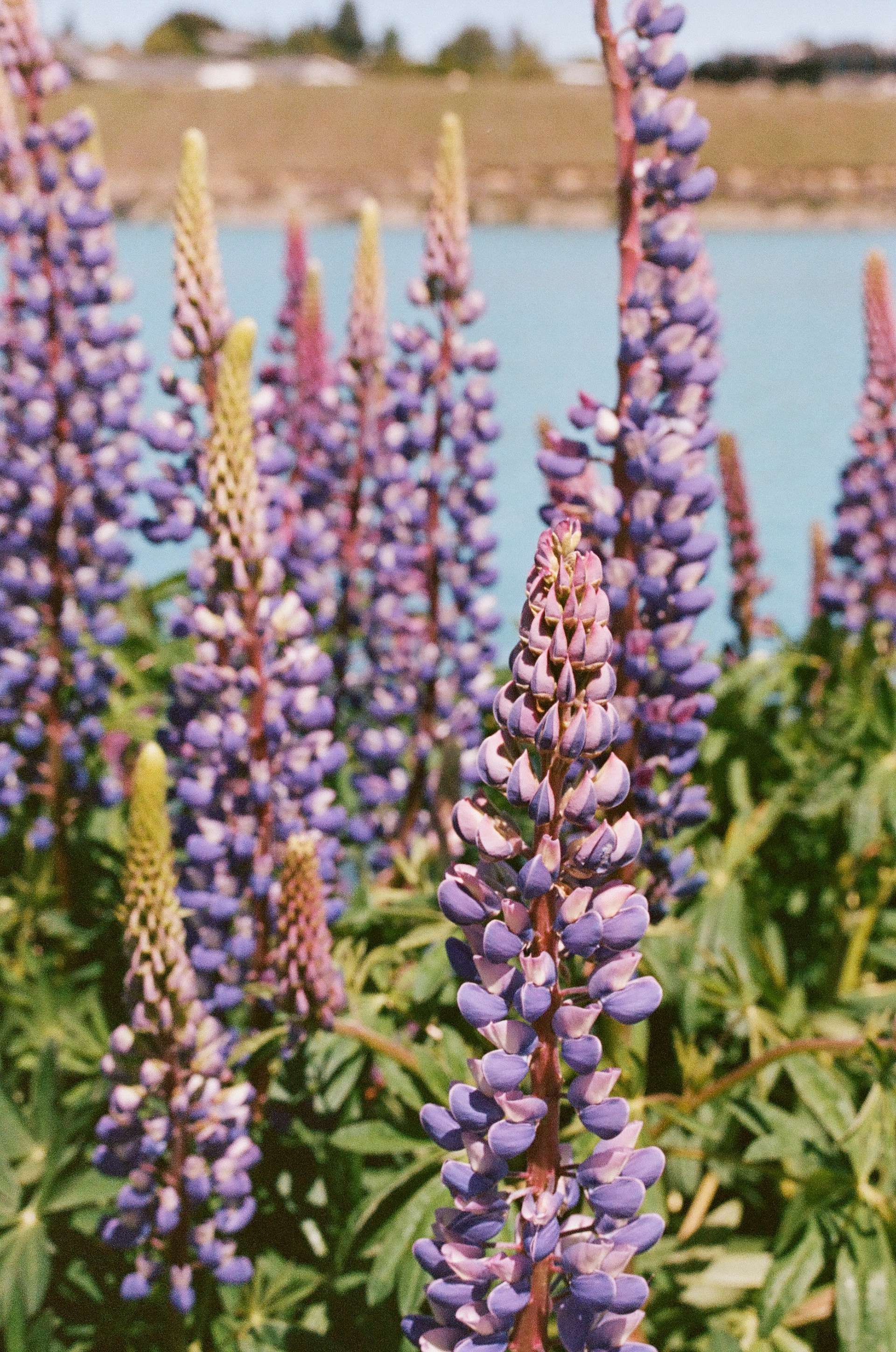 Lupines. 35mm, Canon EOS Rebel S.