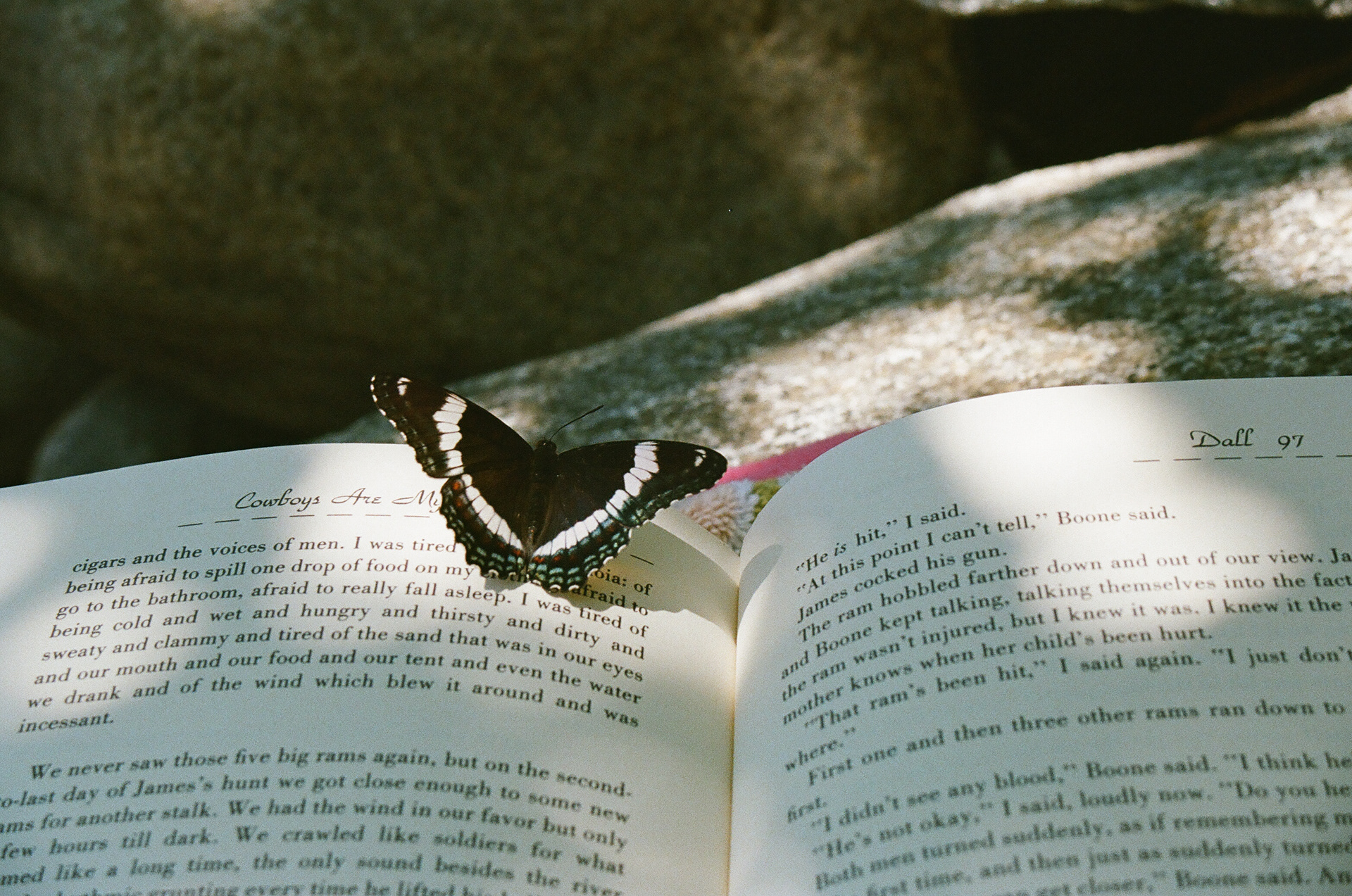 Mariposa Negra. 35mm, Canon FT QL.