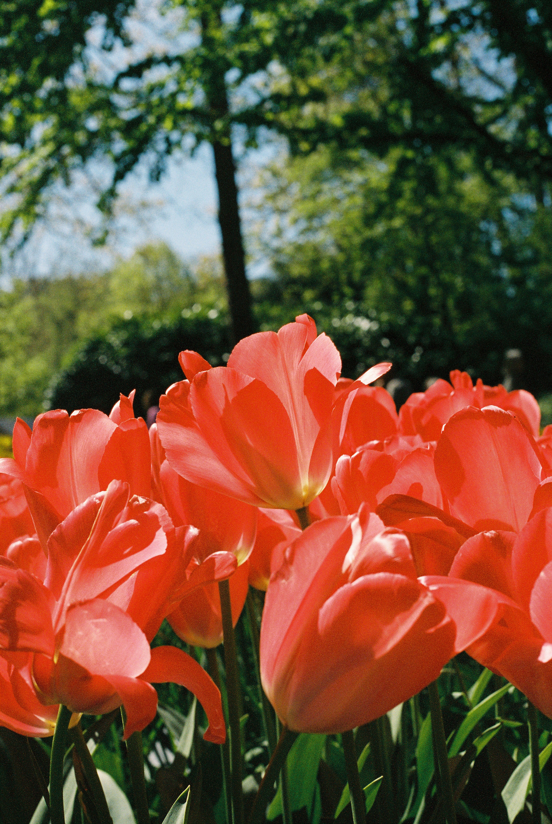 Sunlight Through the Tulips. 35mm, Canon FT QL.