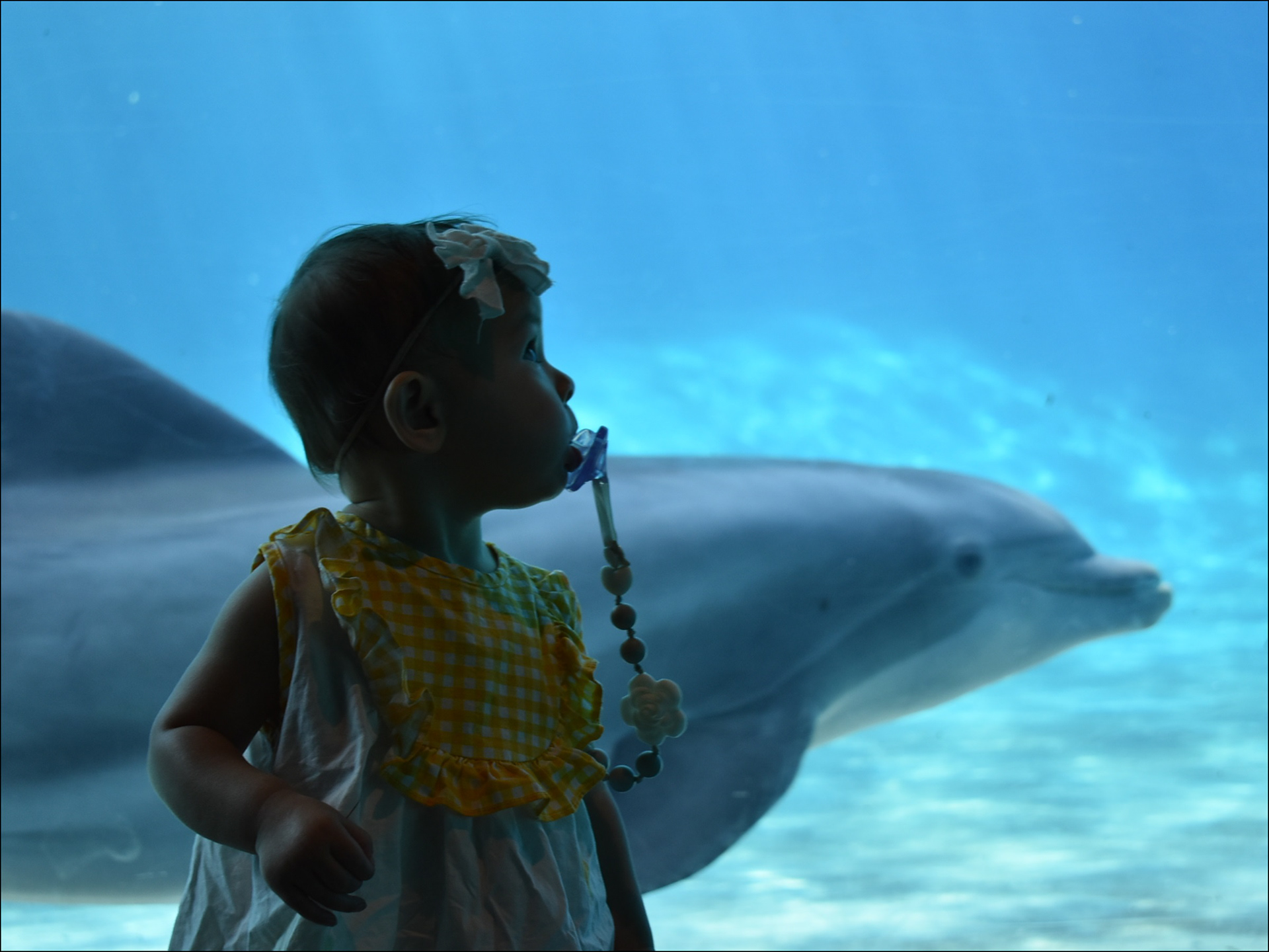 Dolphin underwater viewing