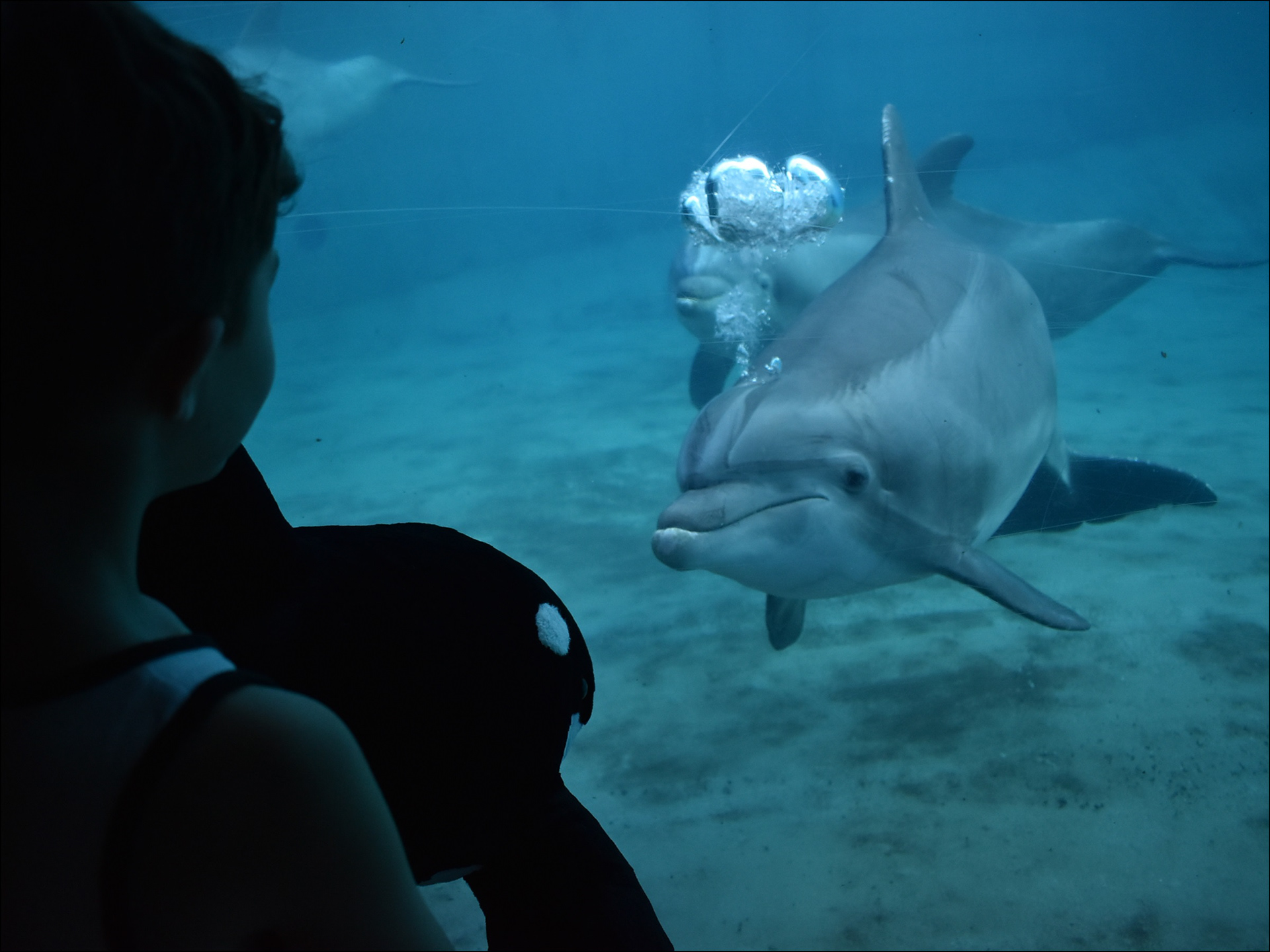 Dolphin underwater viewing