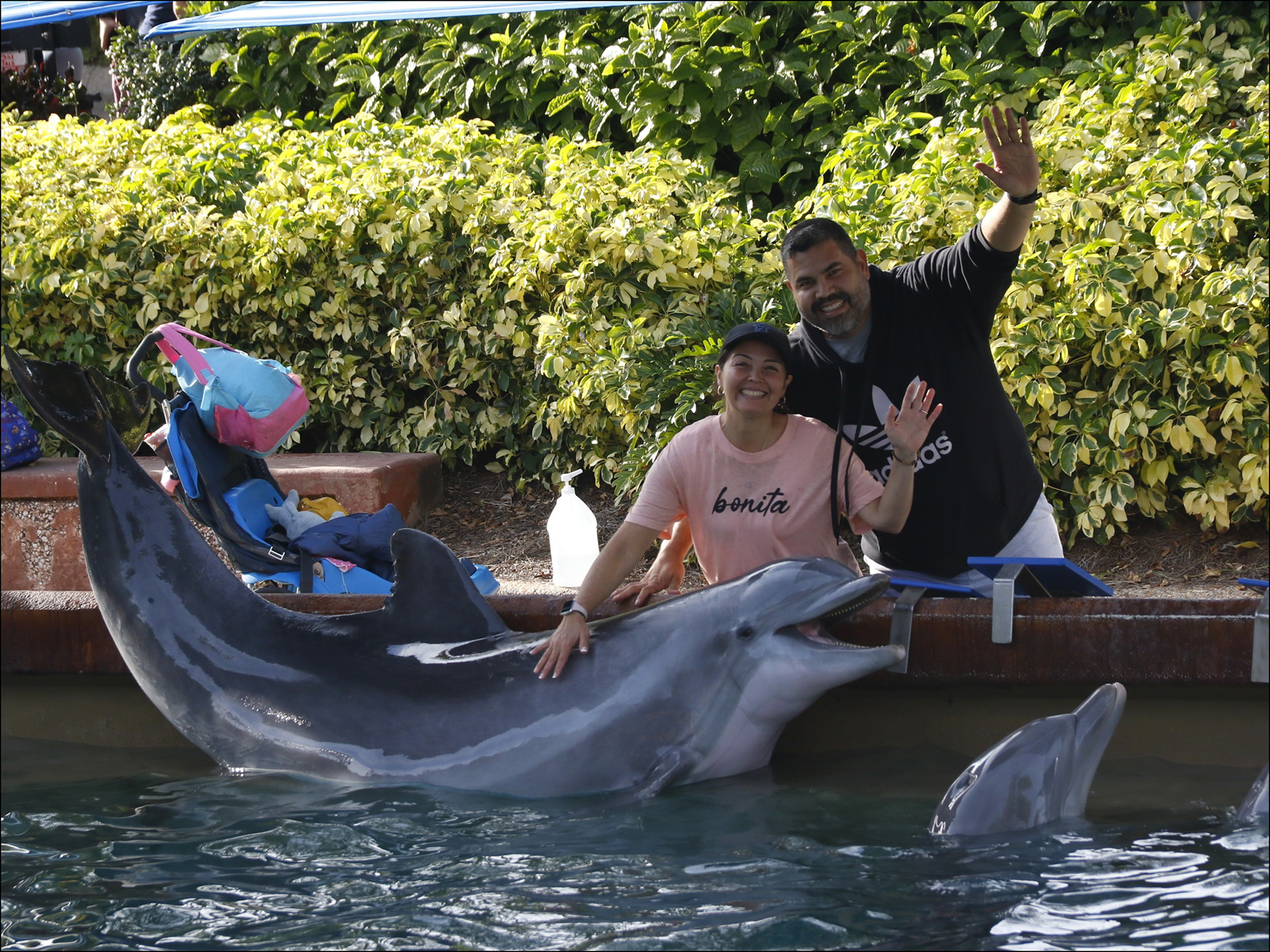 Dolphin up-close encounter