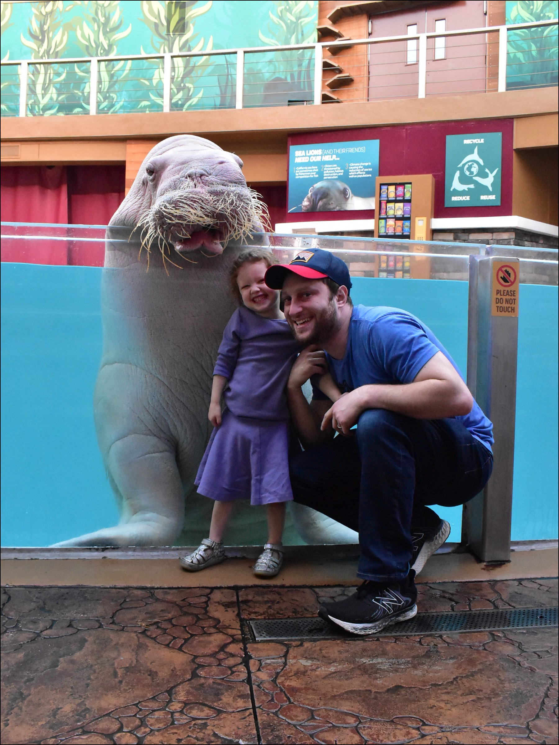 Walrus up-close encounter