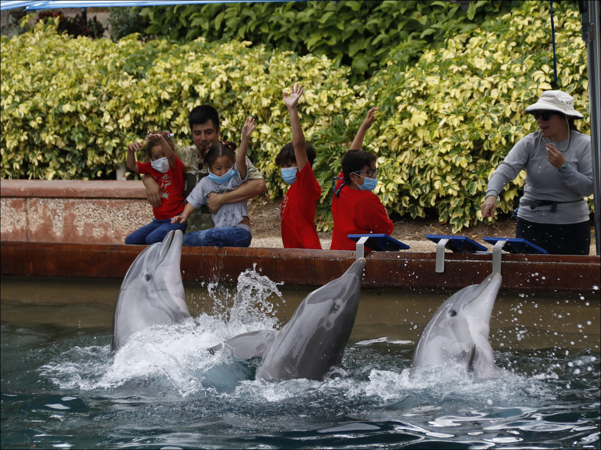 Dolphin up-close encounter