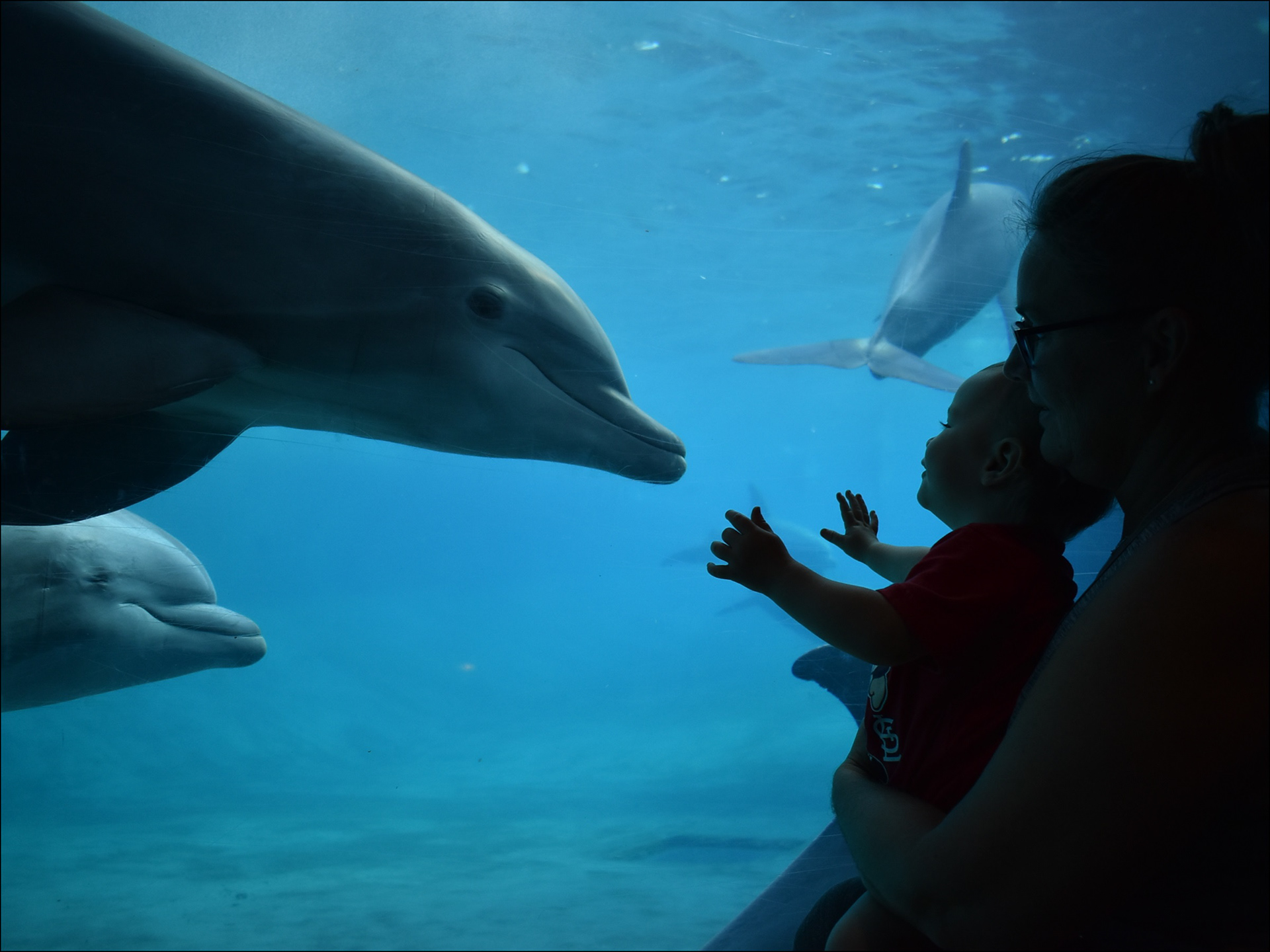 Dolphin underwater viewing