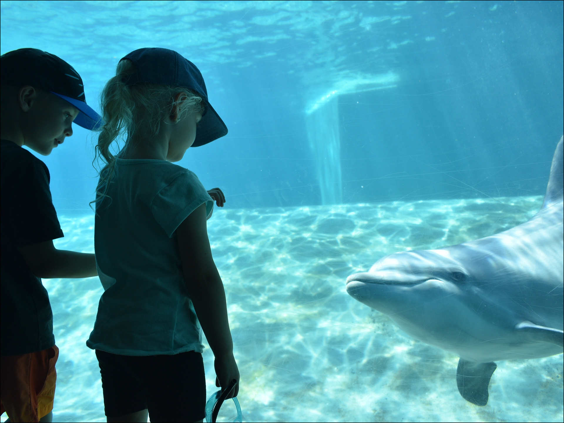 Dolphin underwater viewing