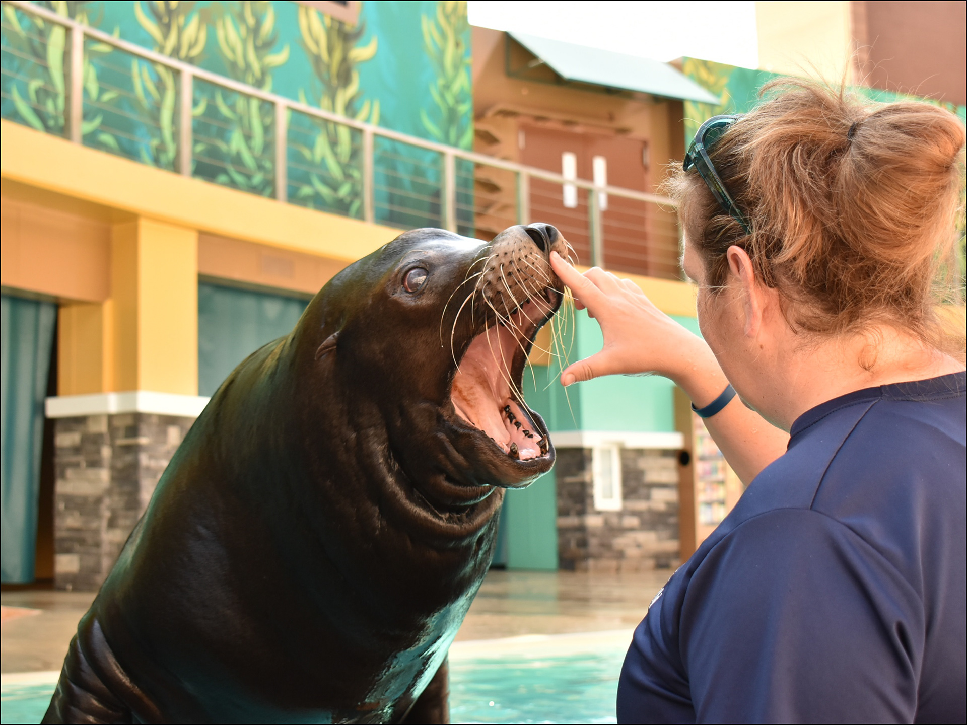 Sealion tours