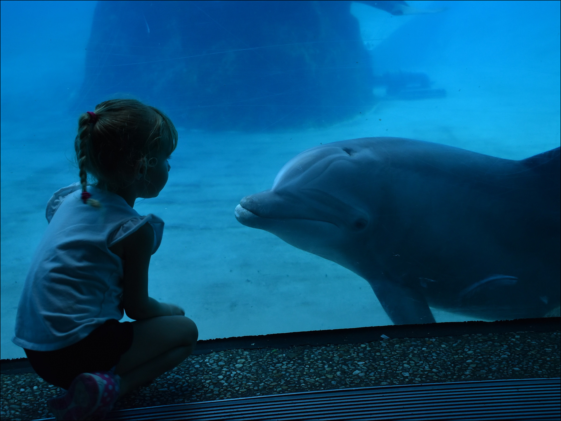 Dolphin underwater viewing