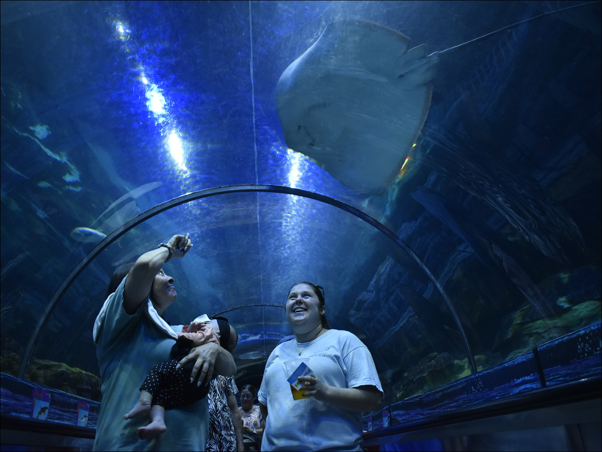 Shark reef underwater tunnel