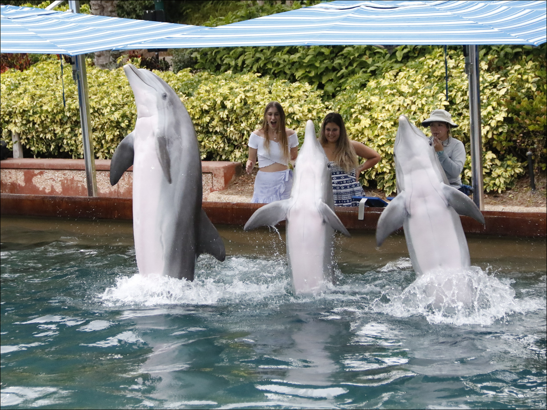 Dolphin up-close encounter