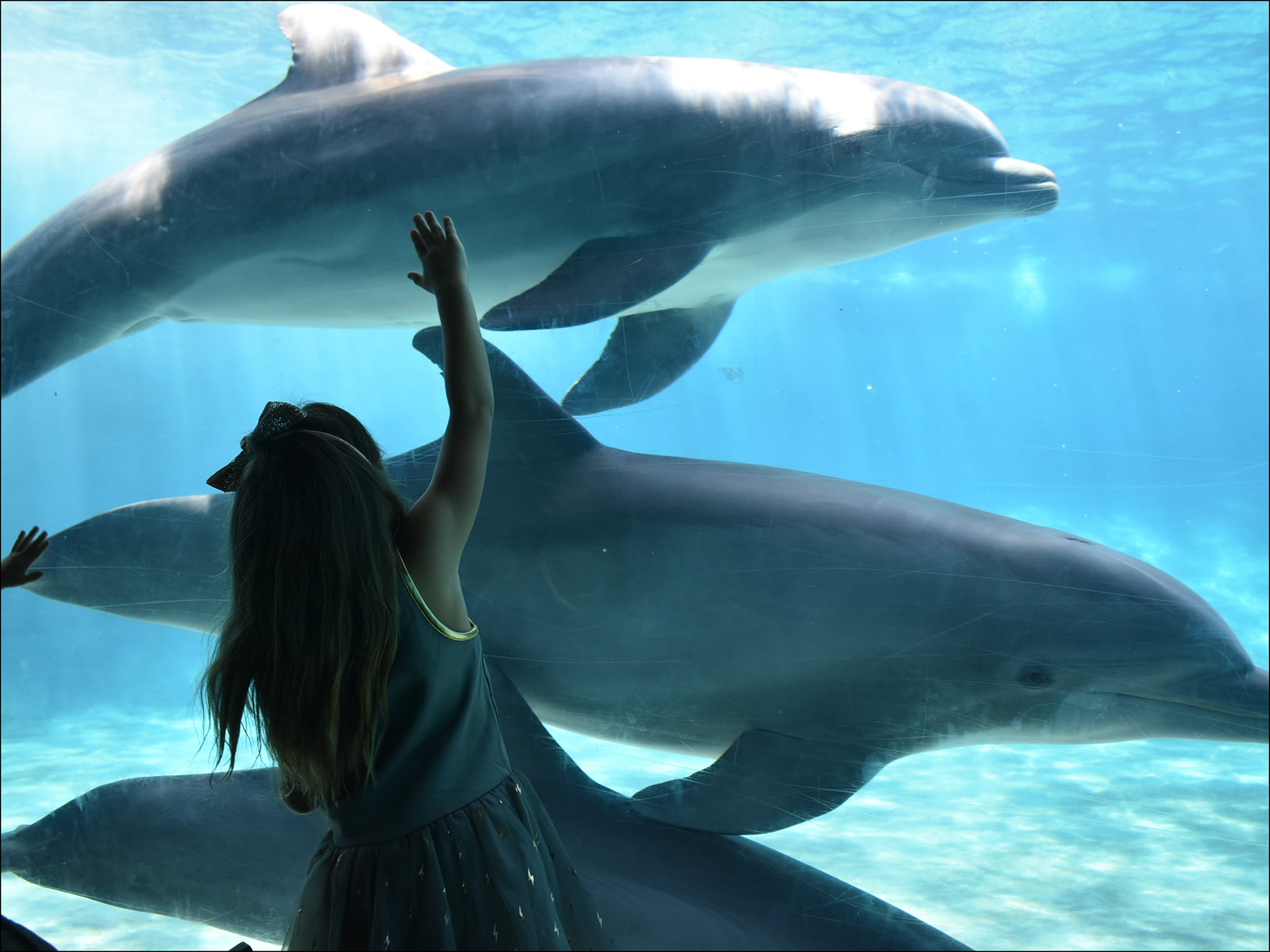 Dolphin underwater viewing