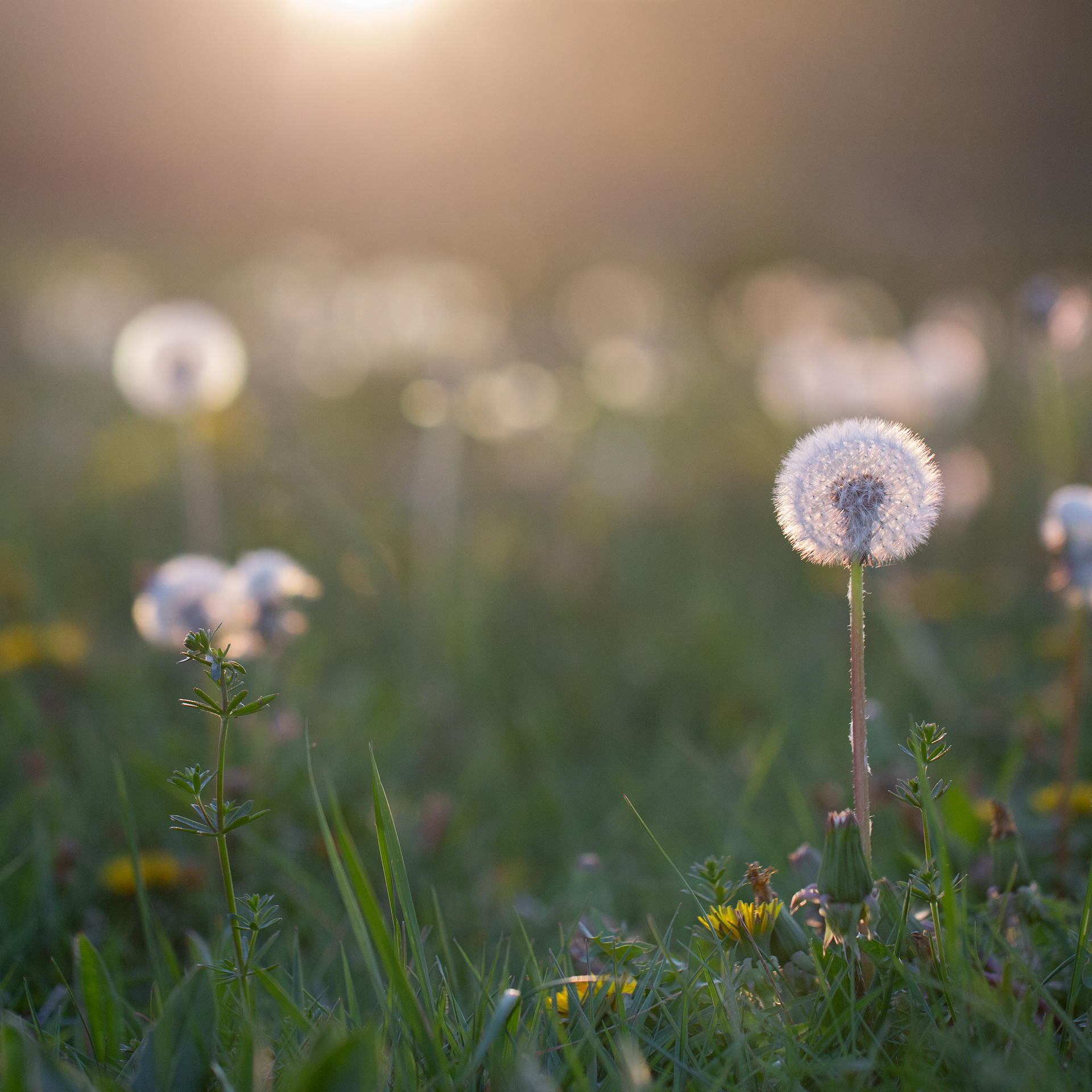 © Marius Hamann Photography