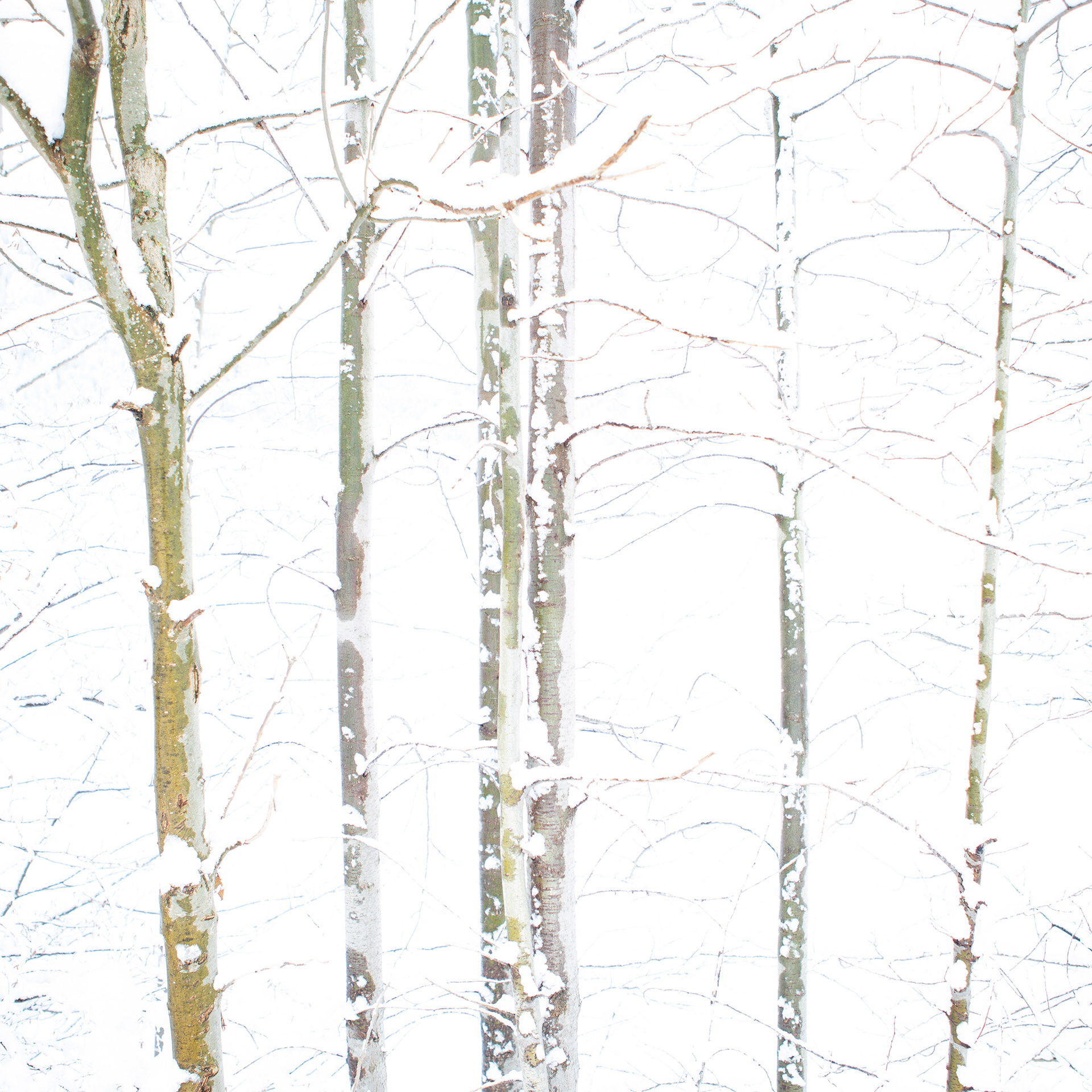 © Marius Hamann Photography