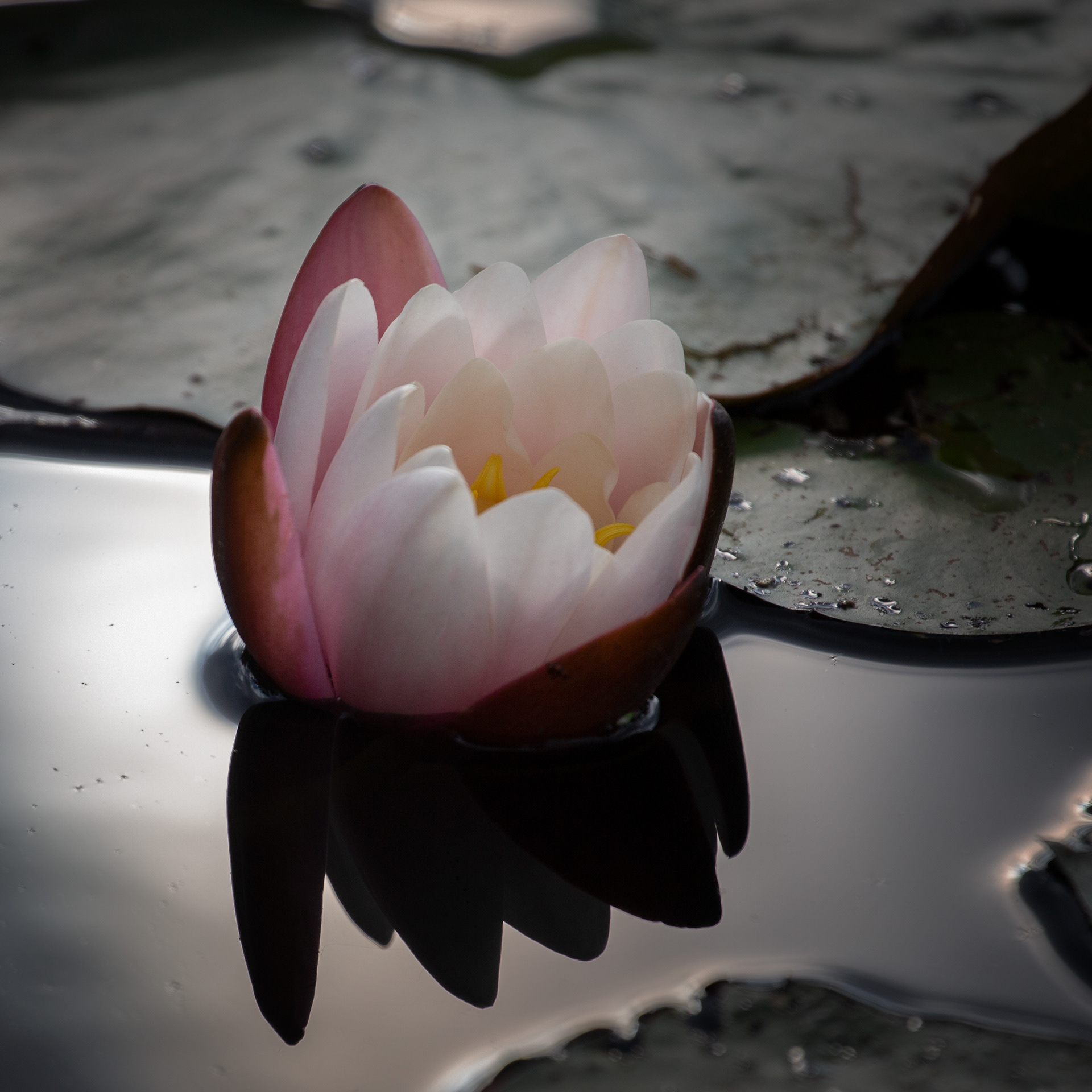 © Marius Hamann Photography