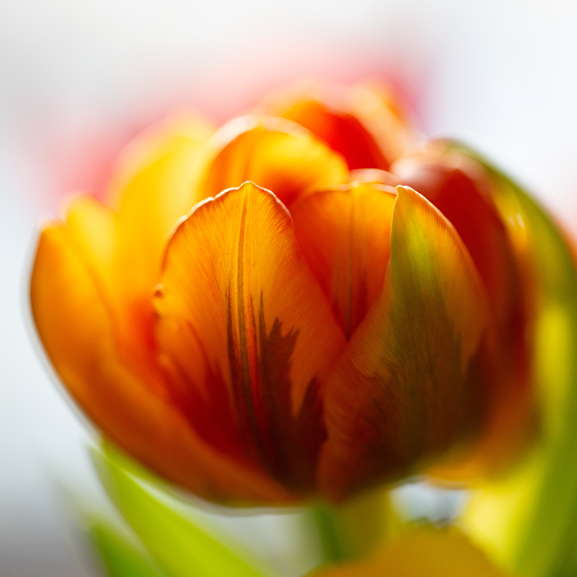 © Marius Hamann Photography