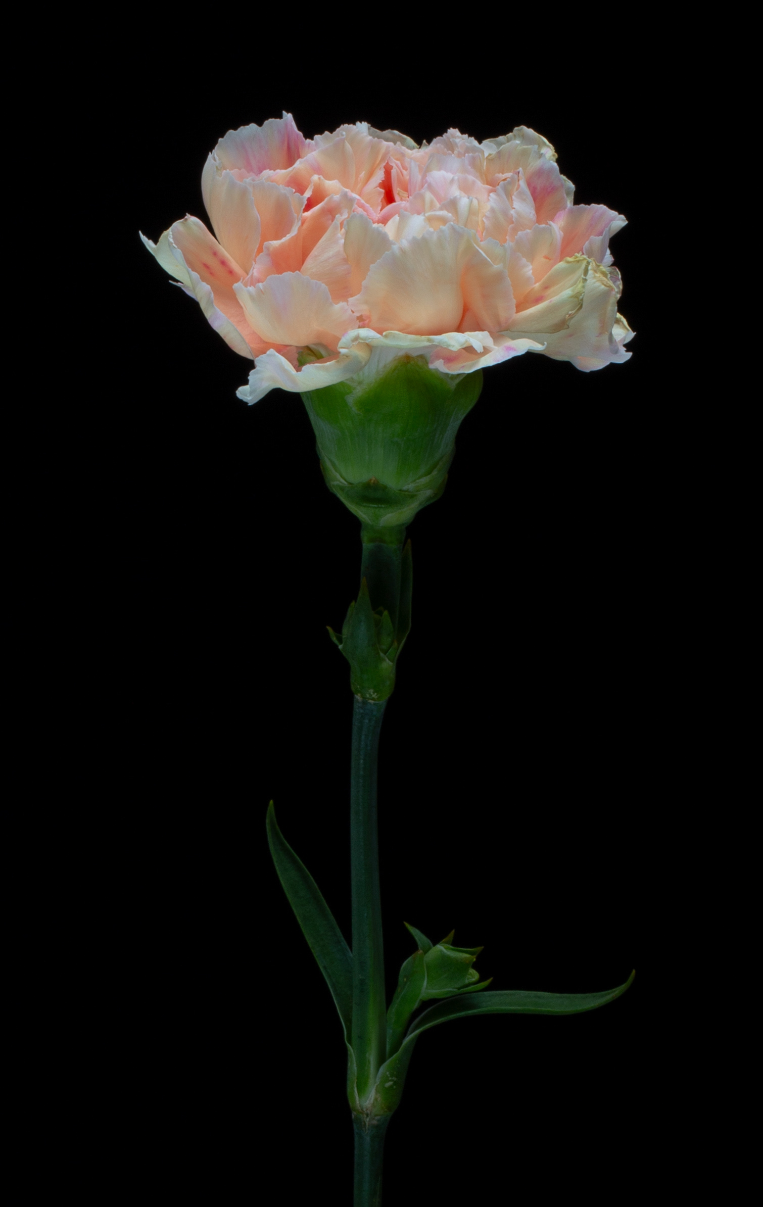 © Marius Hamann Photography