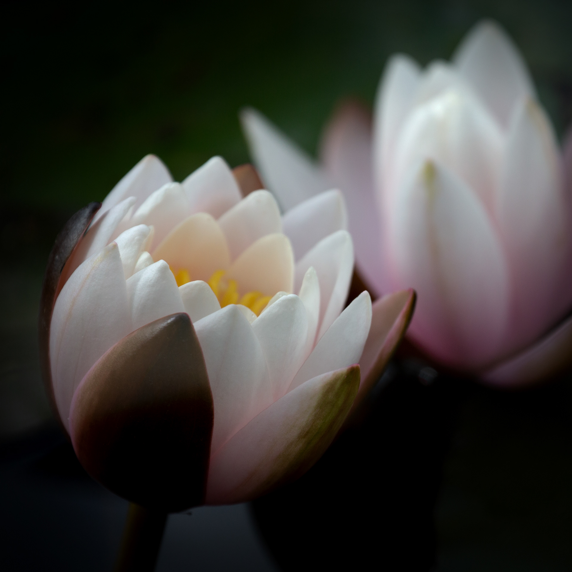 © Marius Hamann Photography