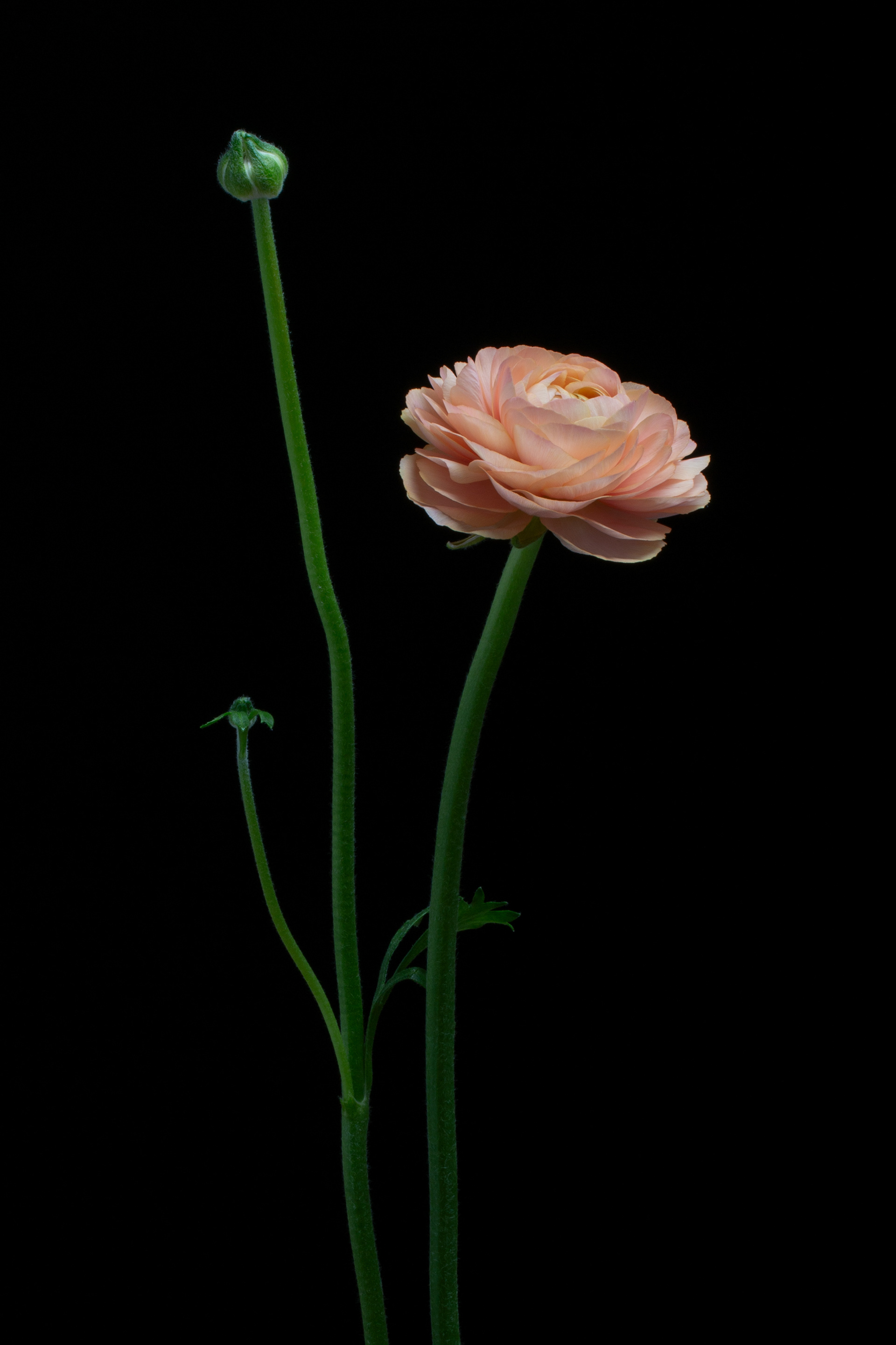 © Marius Hamann Photography