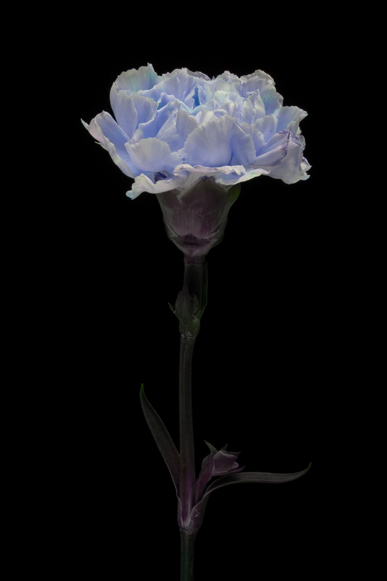 © Marius Hamann Photography