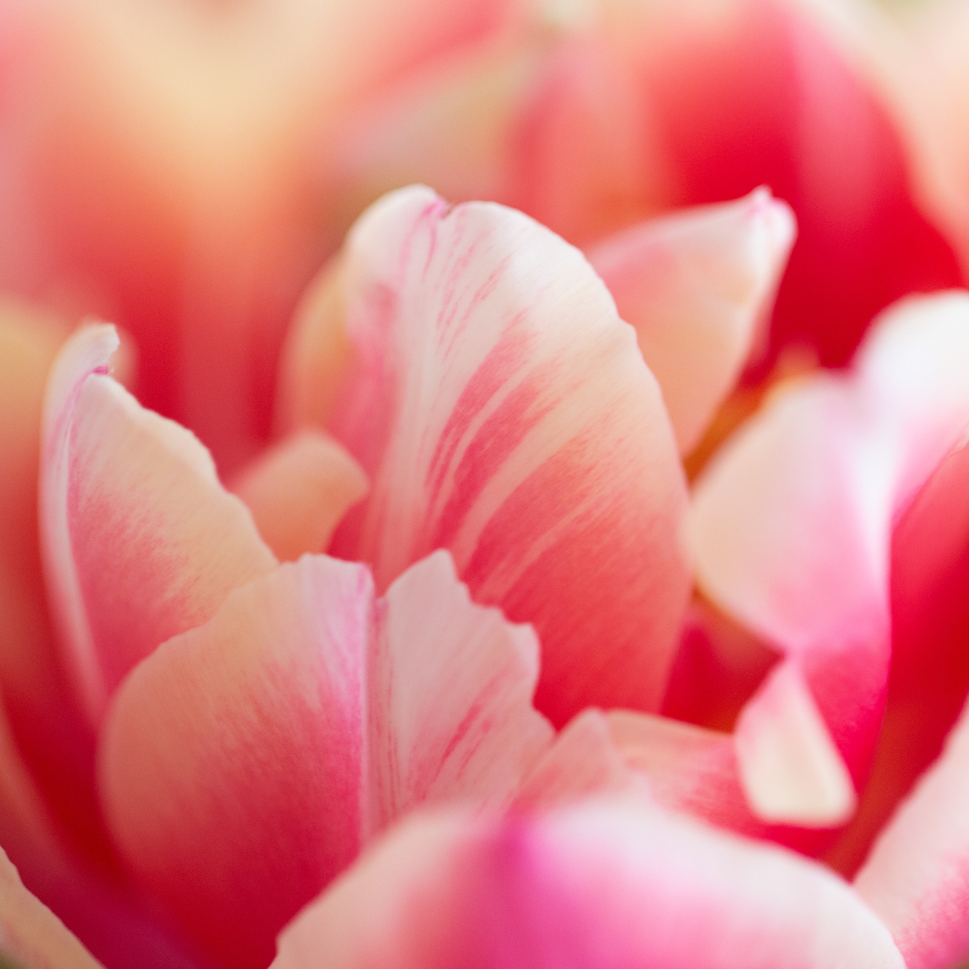 © Marius Hamann Photography