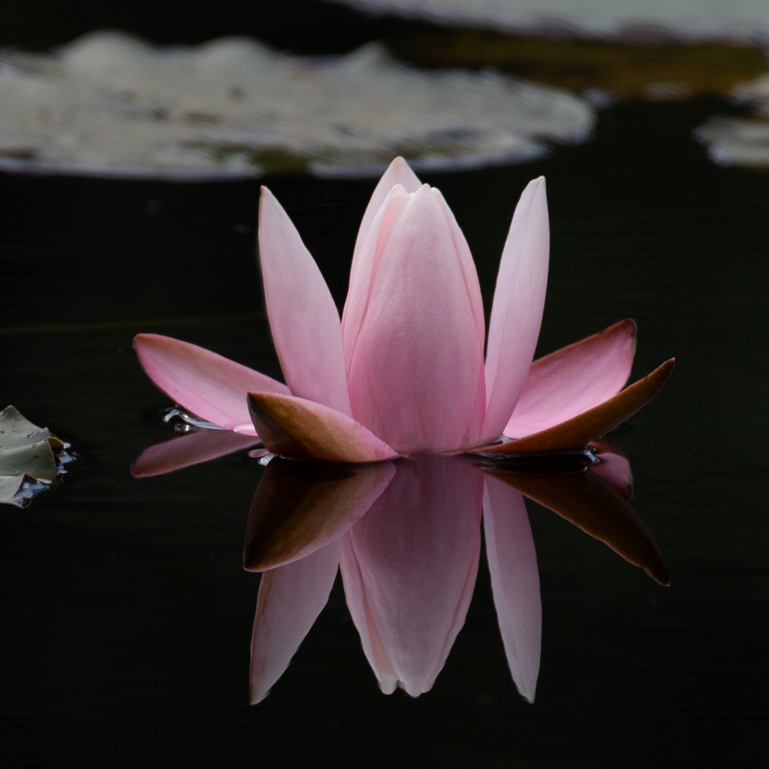 © Marius Hamann Photography