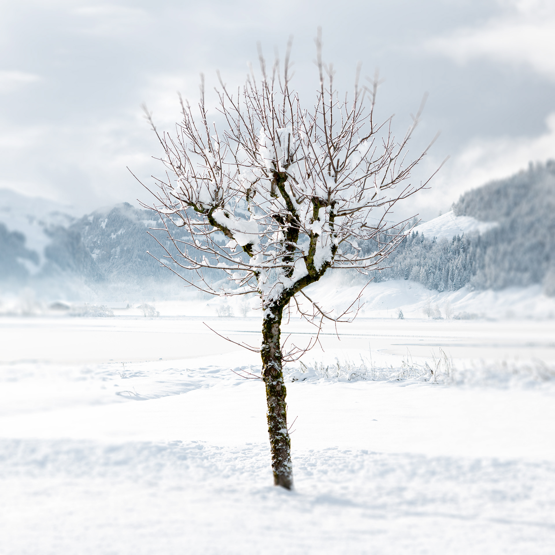 © Marius Hamann Photography