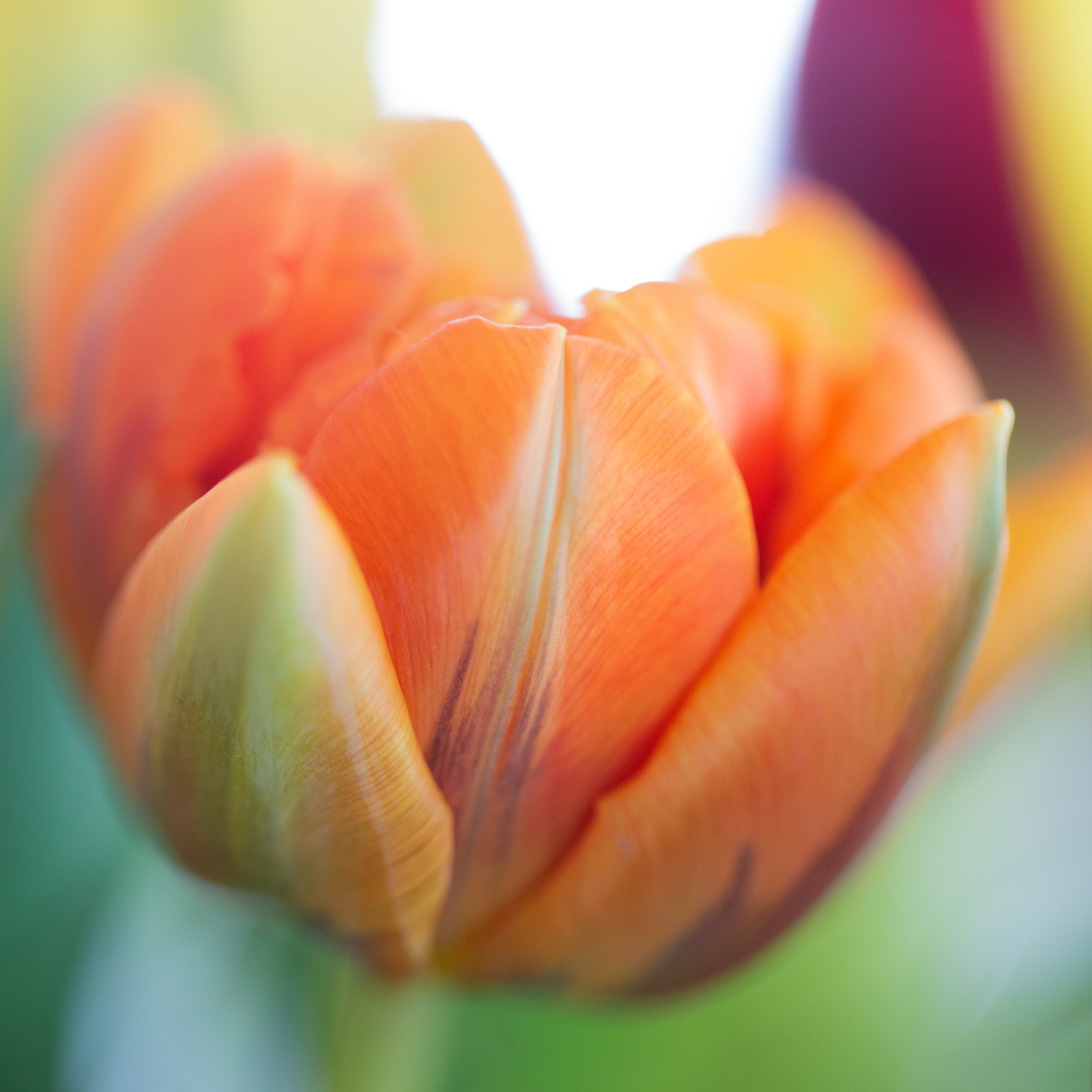 © Marius Hamann Photography