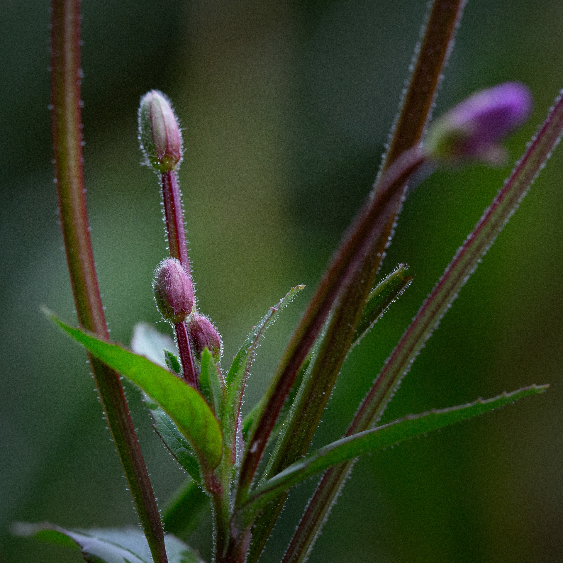 © Marius Hamann Photography